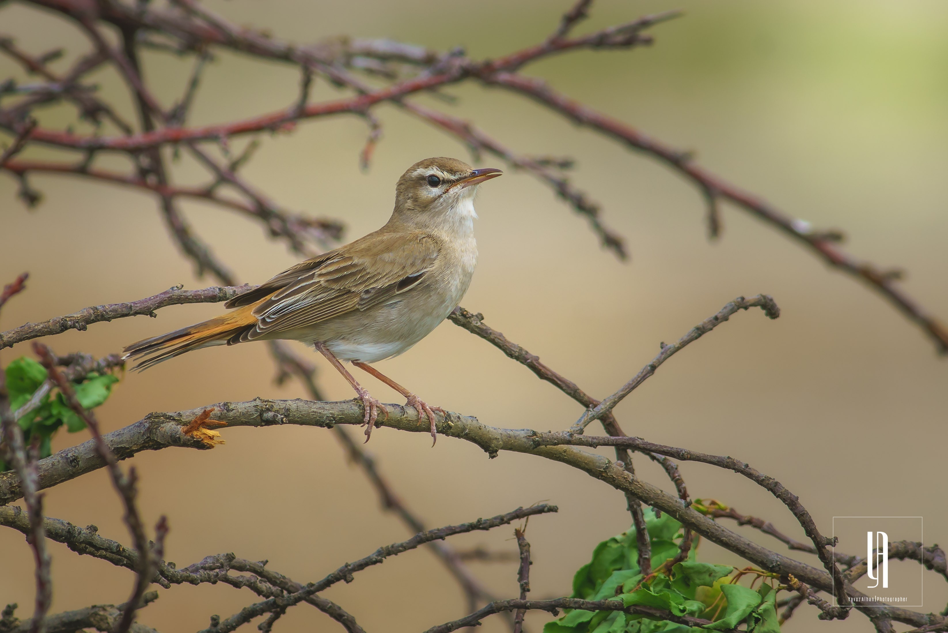 Rufous-tailed Scrub-Robin