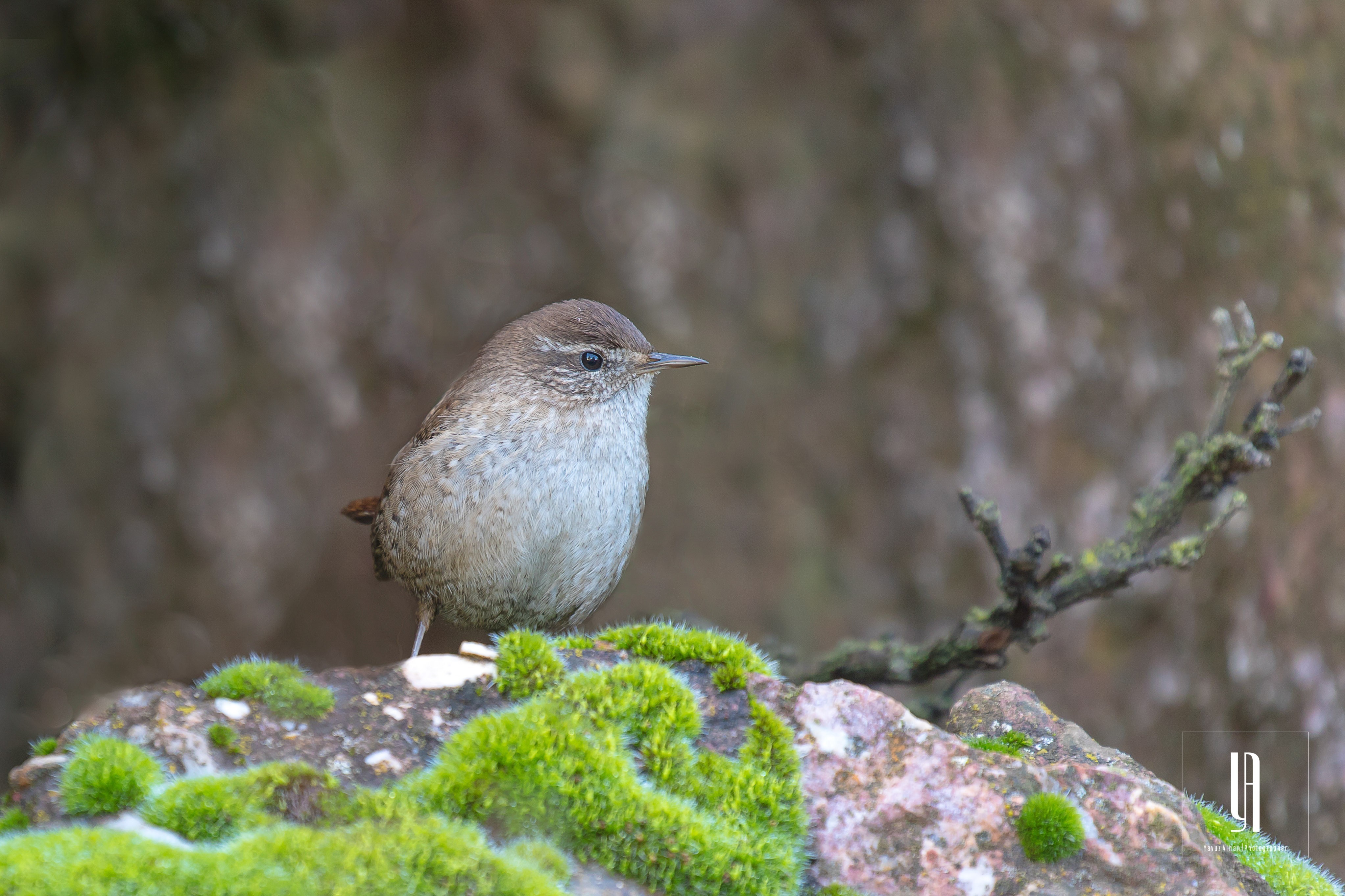 Eurasian Wren