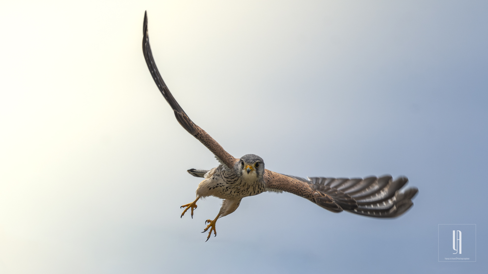 Eurasian Kestrel