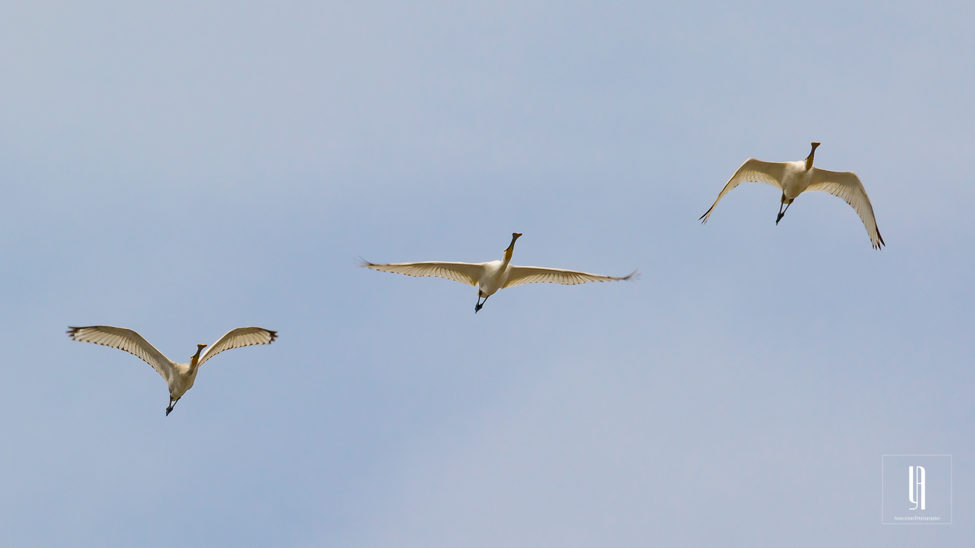 Eurasian Spoonbill — Ana fotoğraf