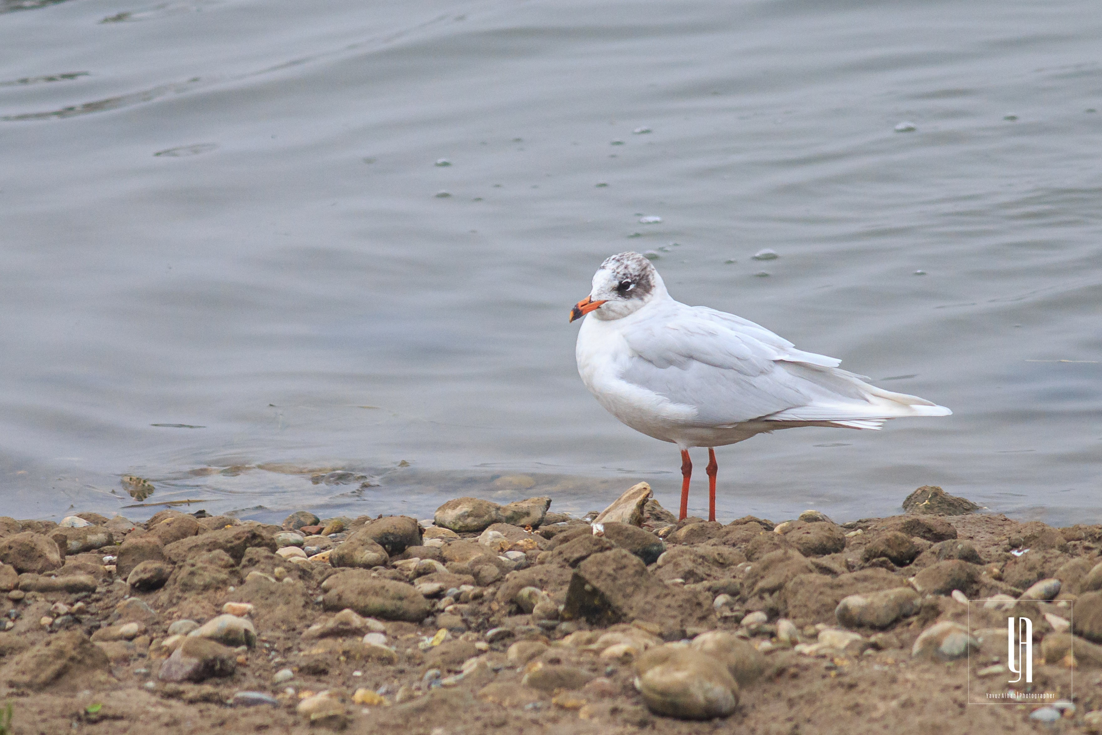Mediterranean Gull