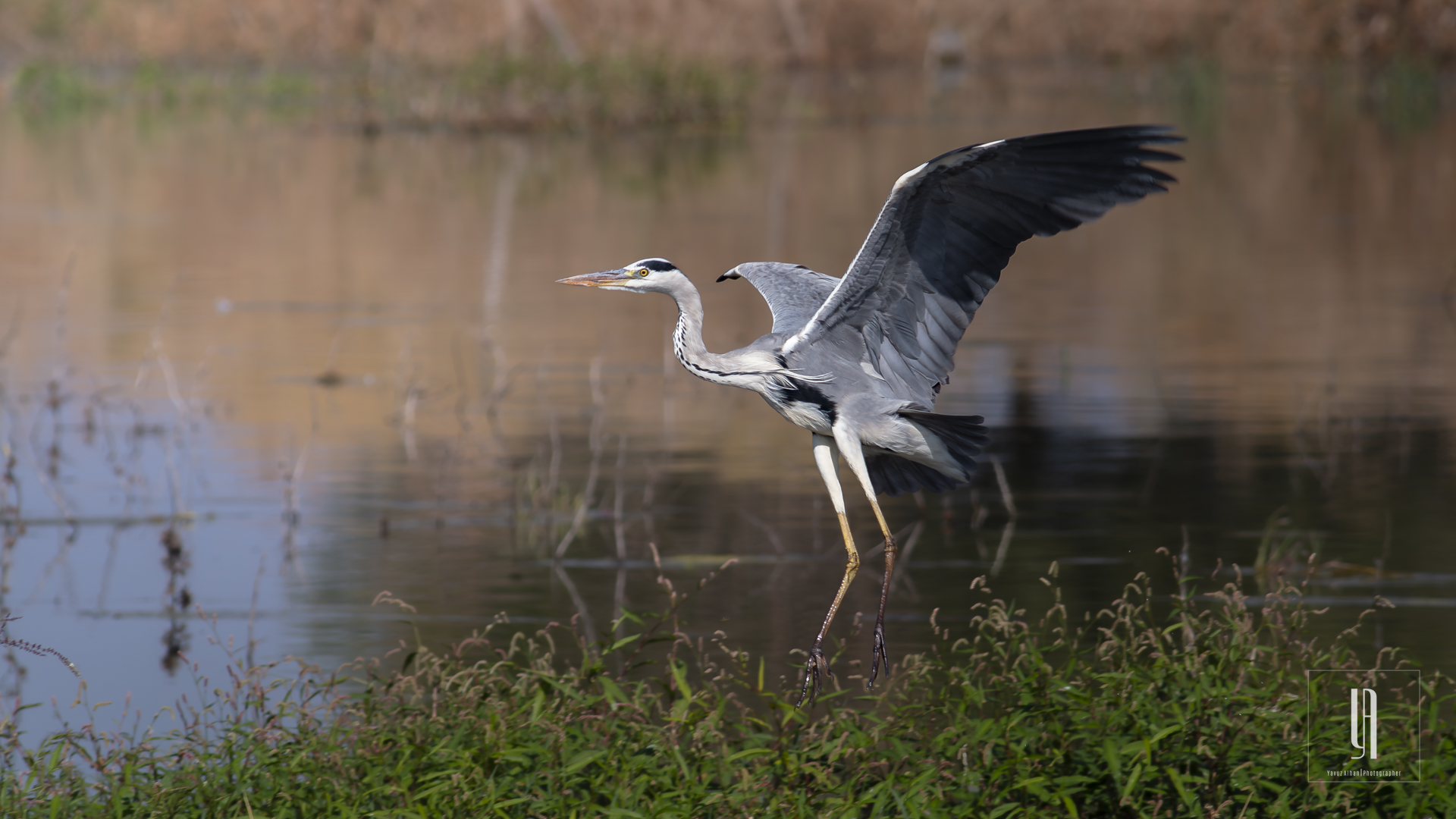 Gray Heron