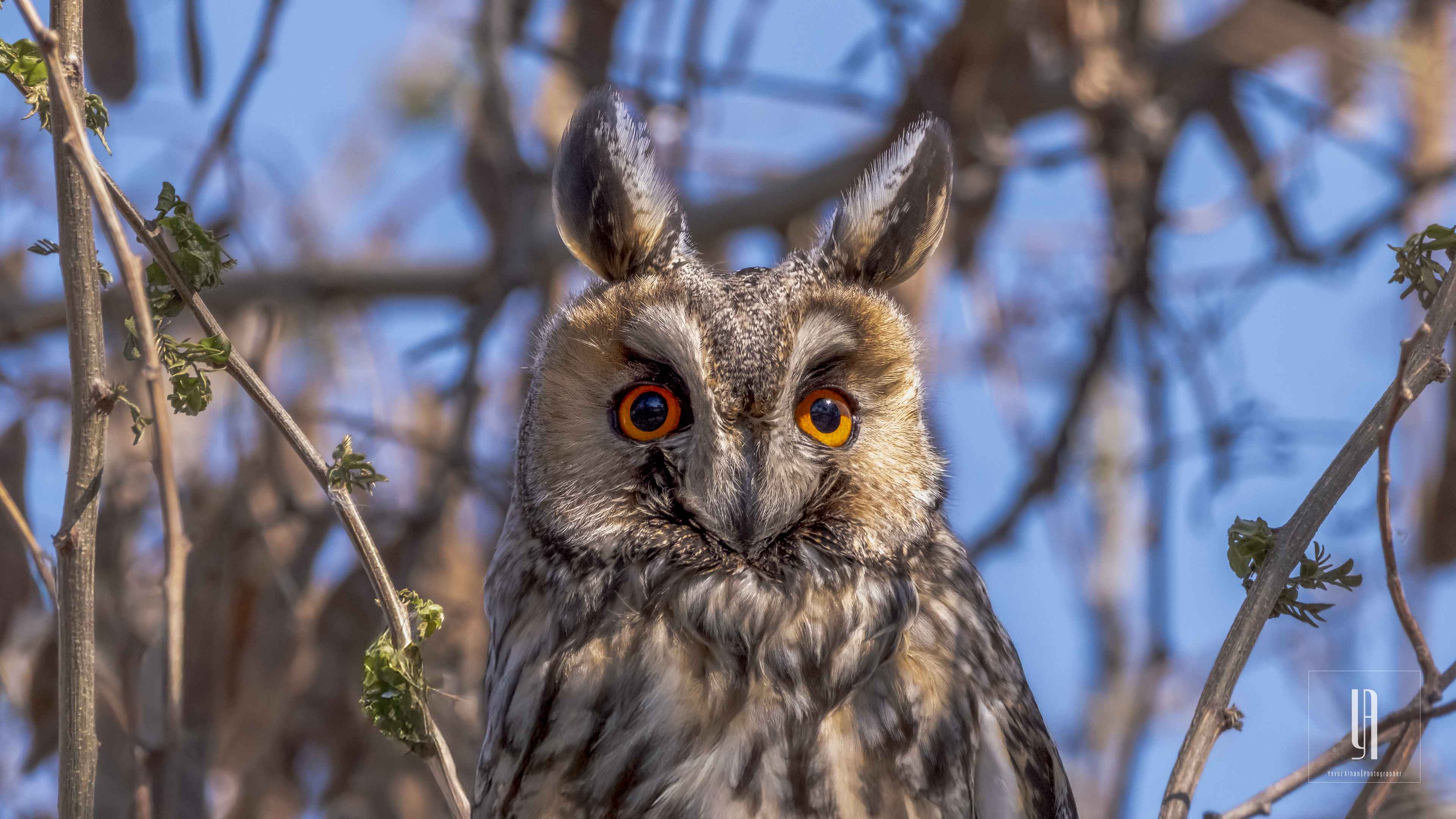 Long-eared Owl