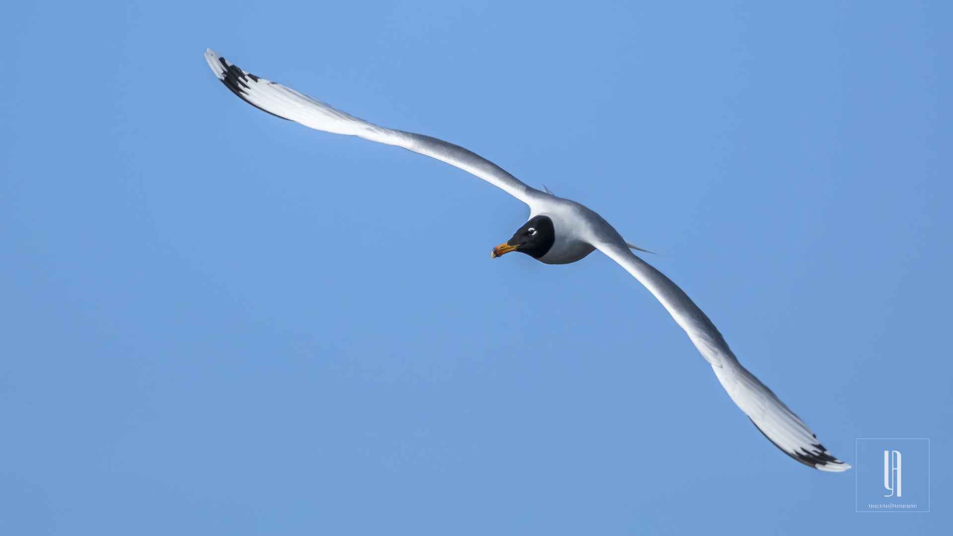 Pallas's Gull