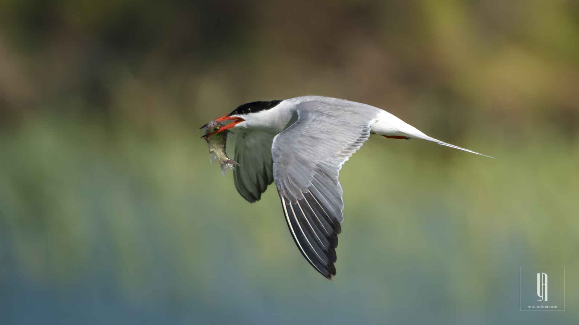 Common Tern