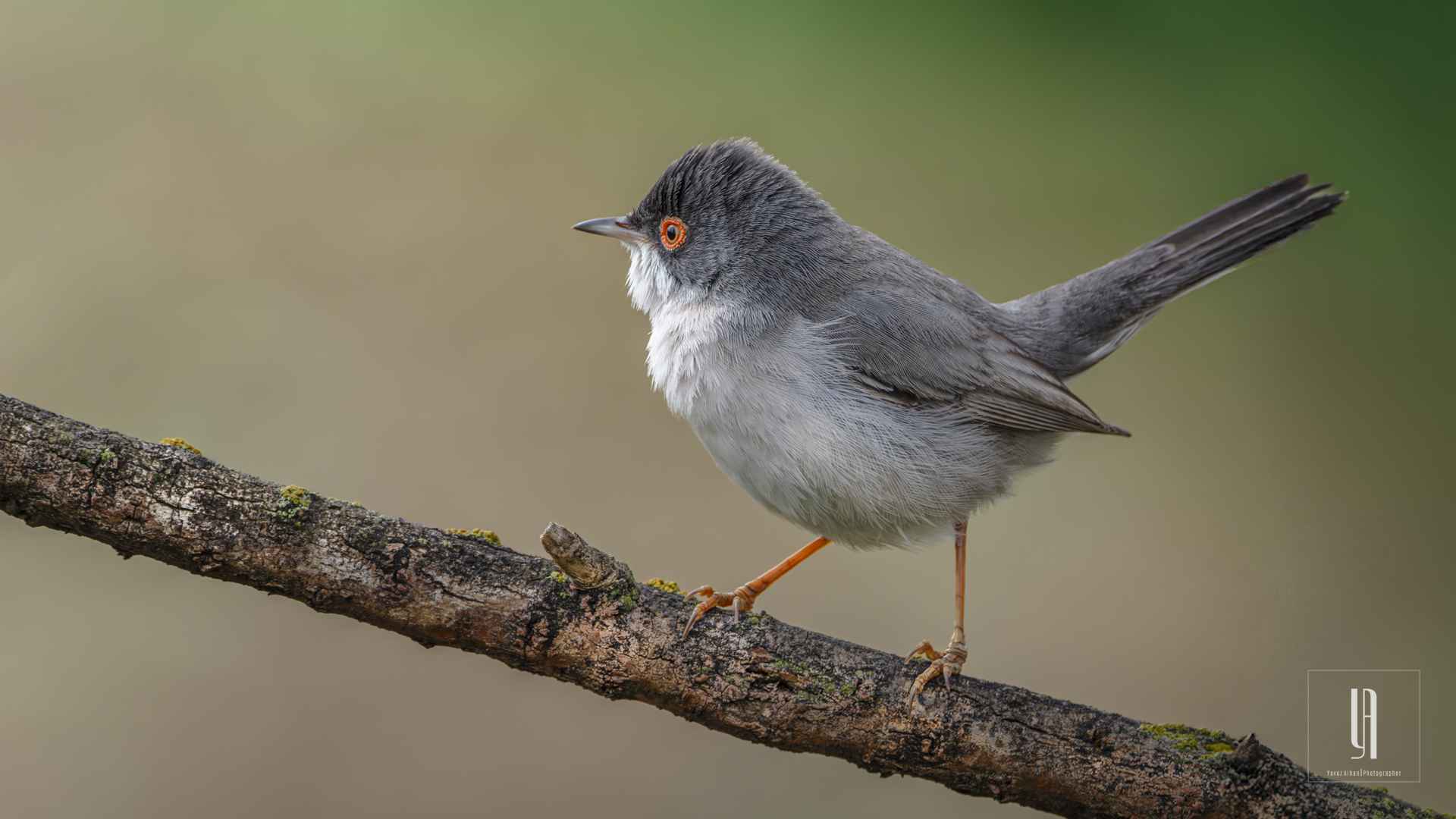 Menetries's Warbler