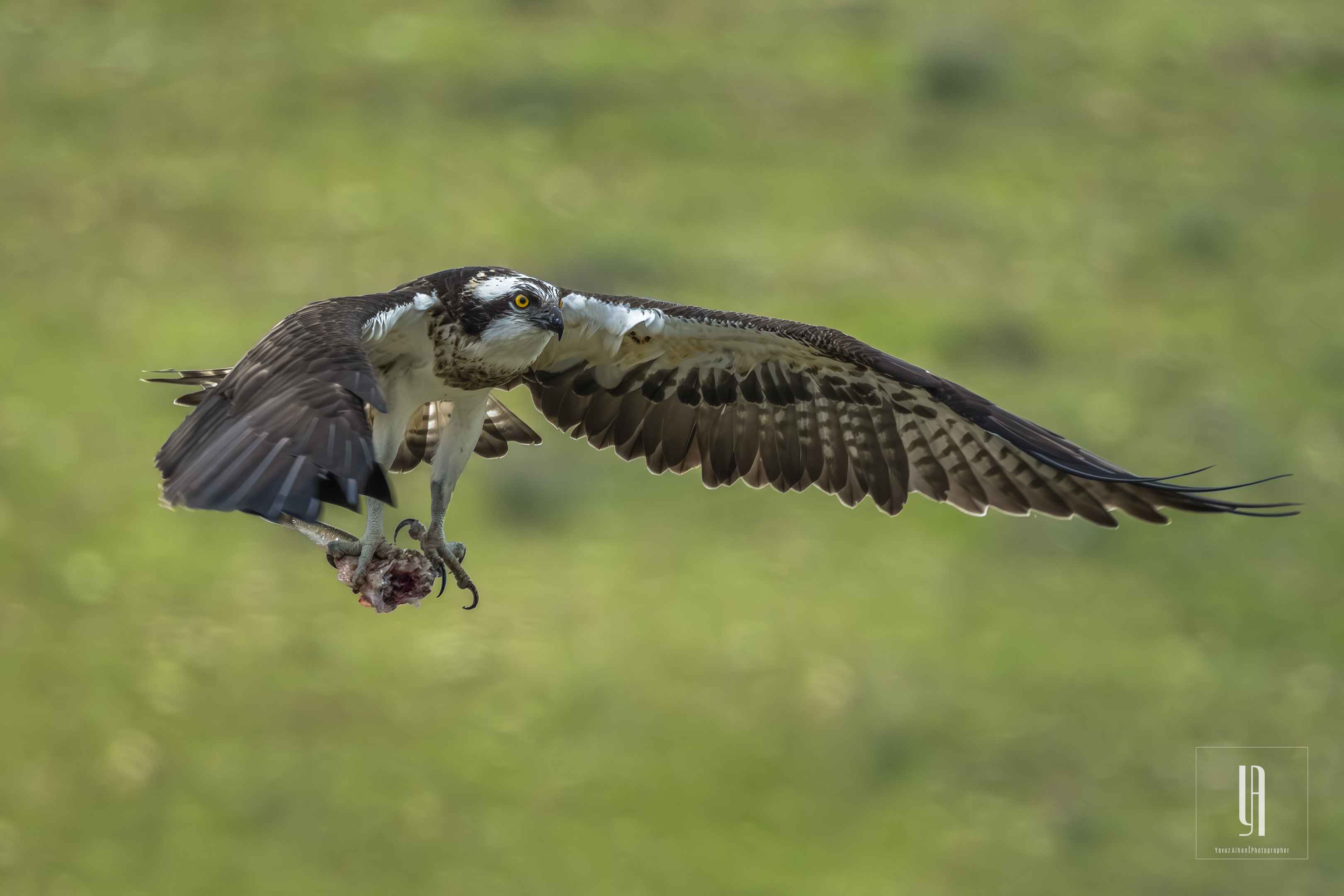 Osprey