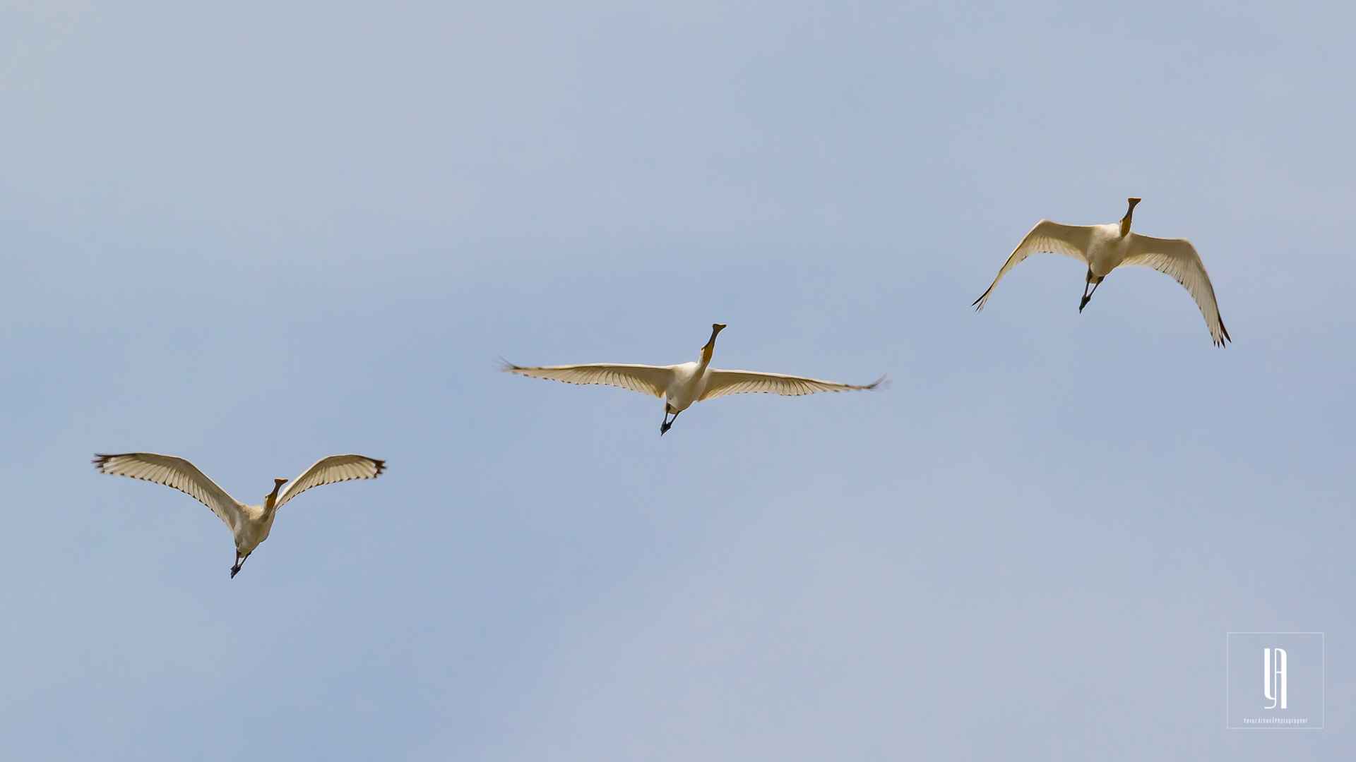 Eurasian Spoonbill
