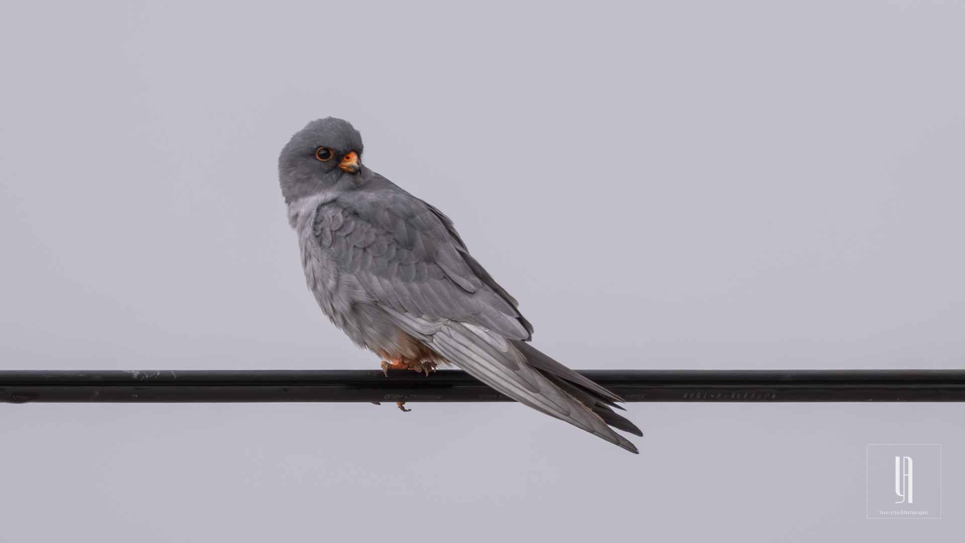 Red-footed Falcon