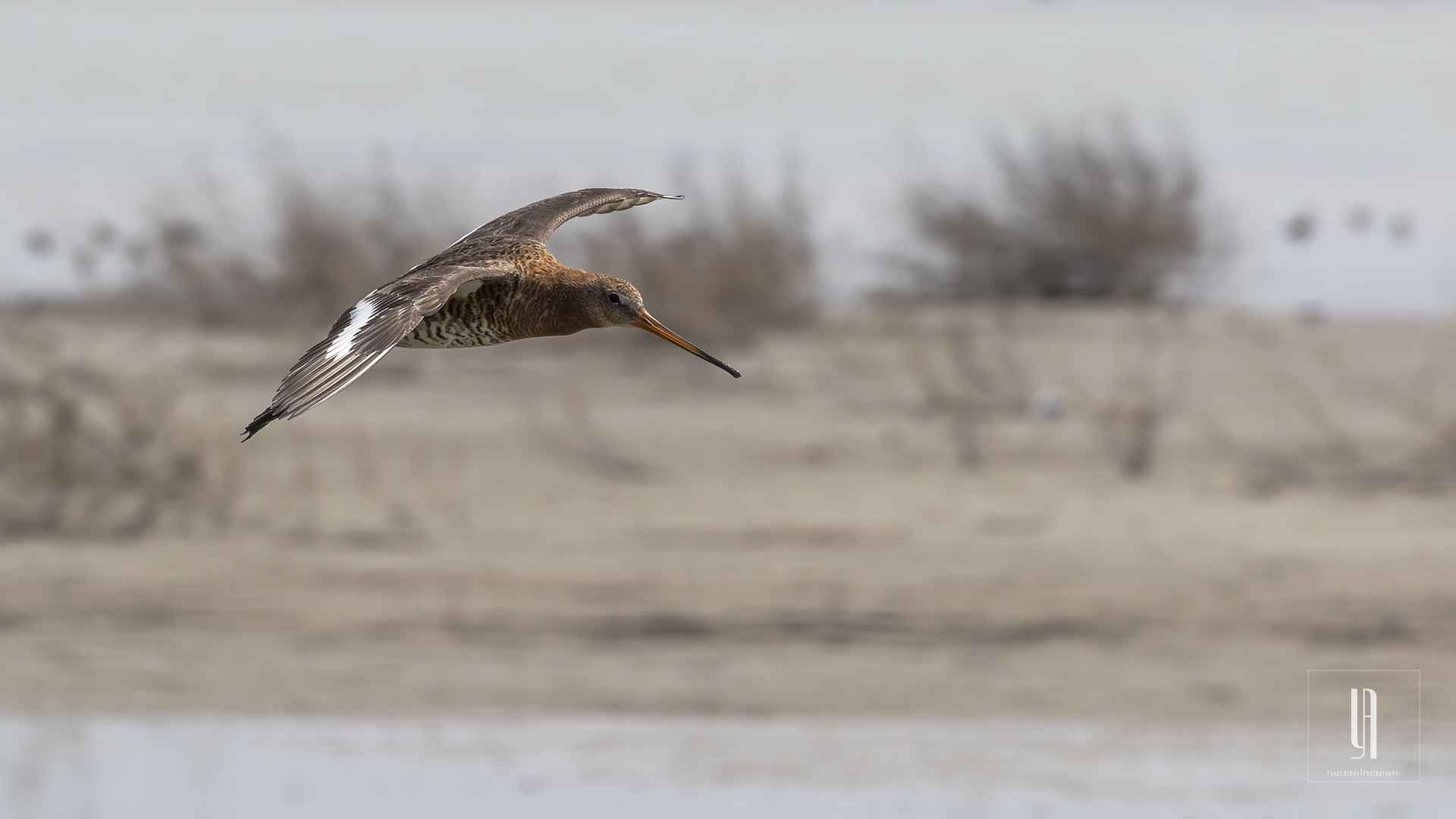 Black-tailed Godwit