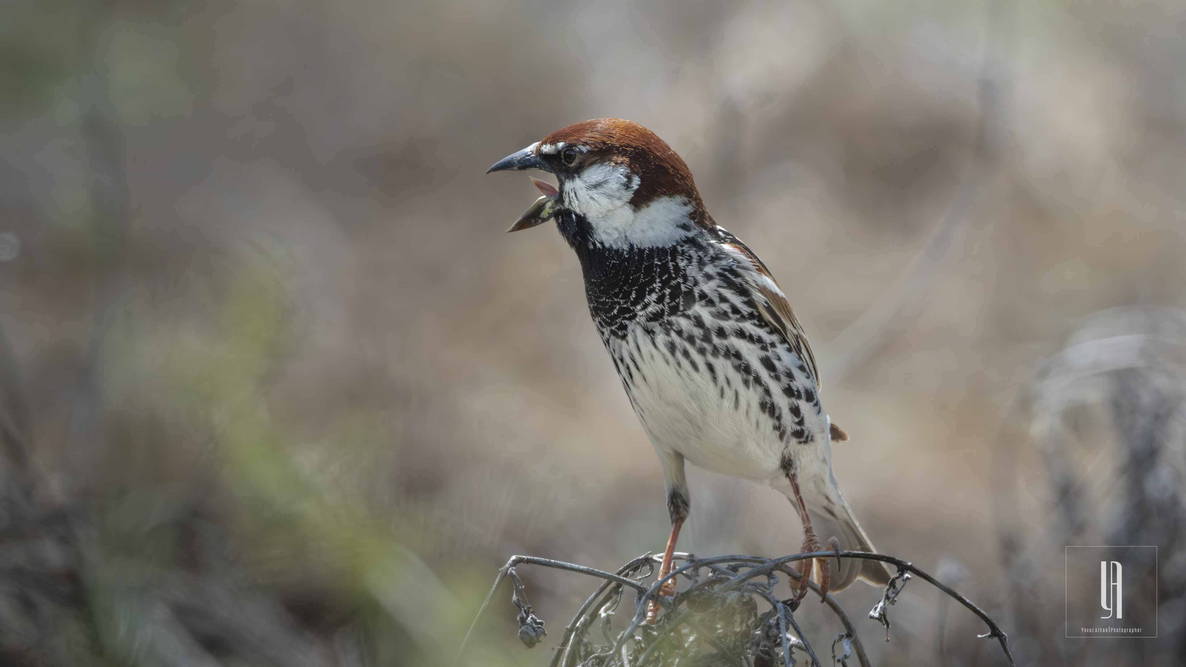 Spanish Sparrow