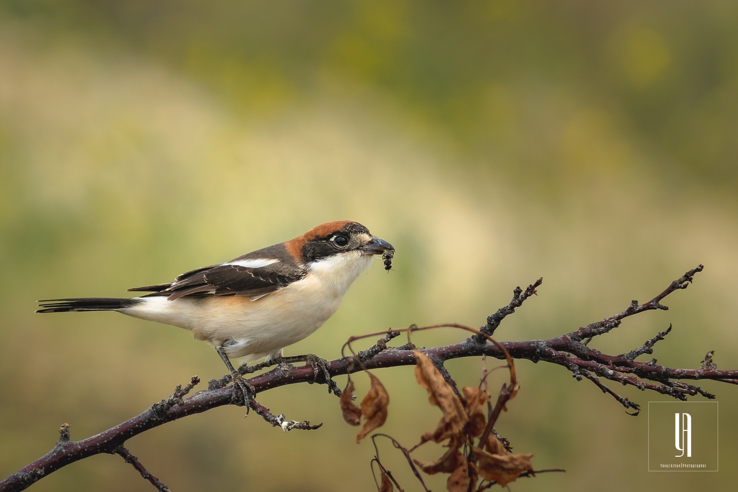 Woodchat Shrike