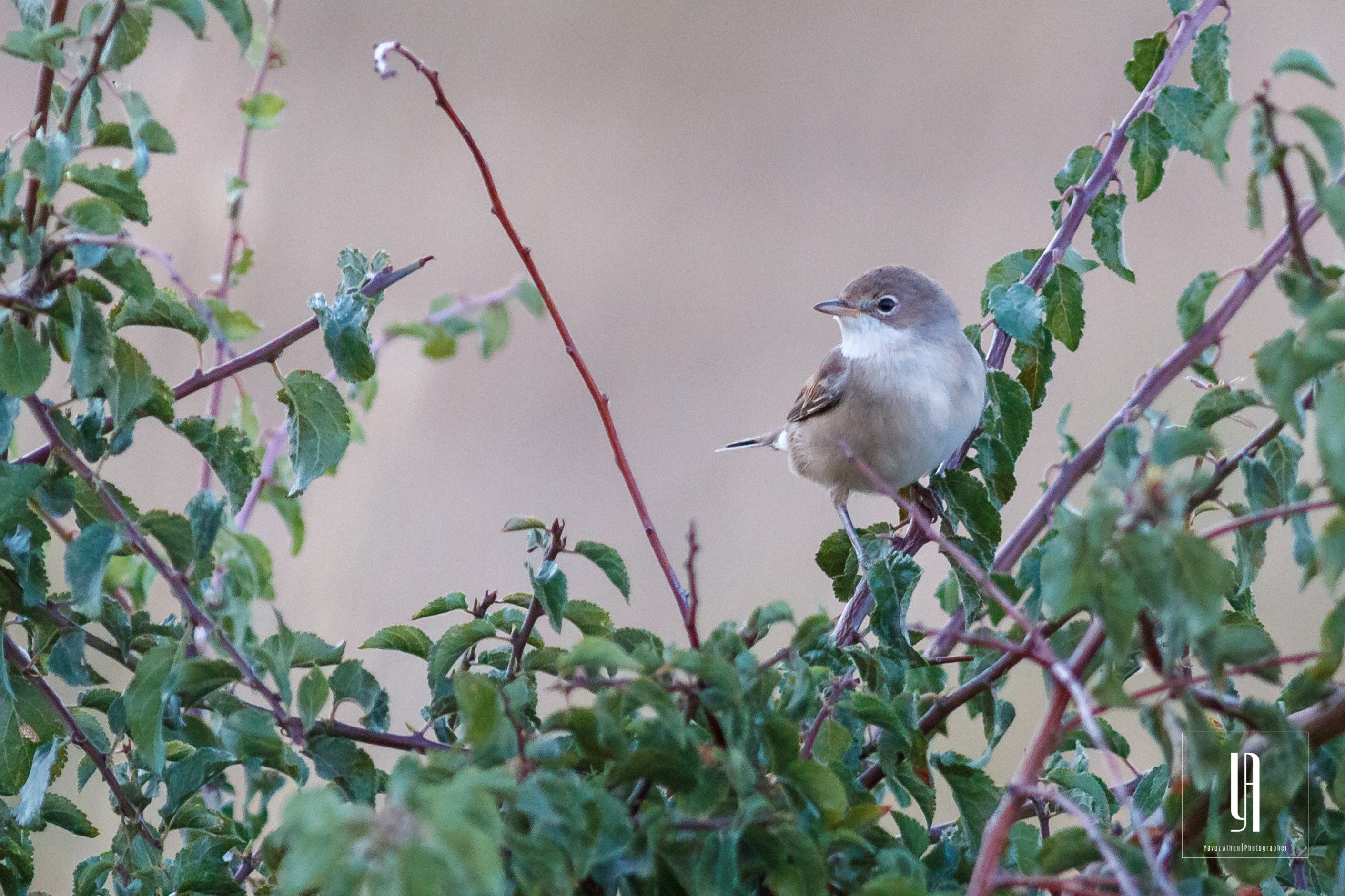 Greater Whitethroat