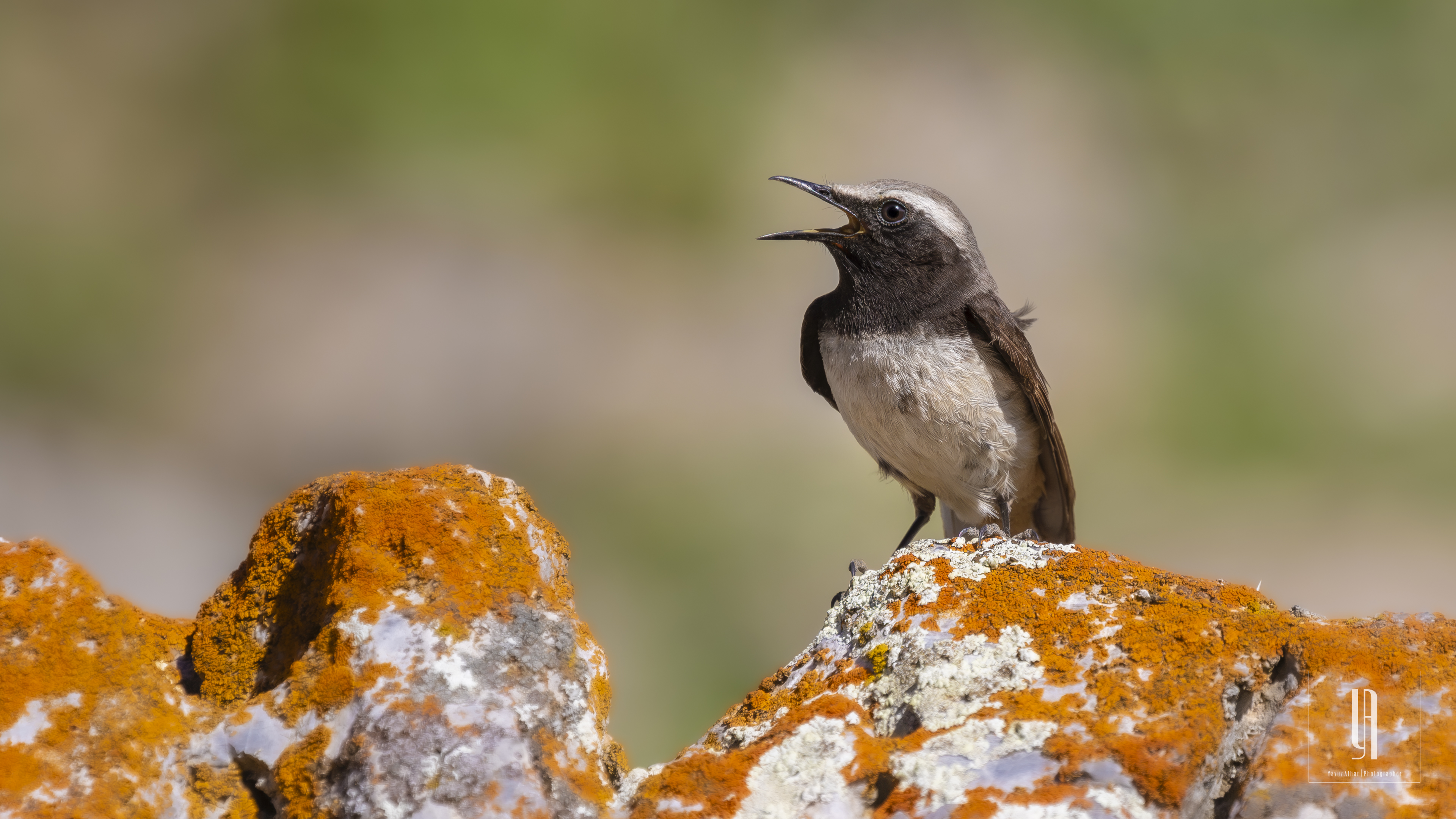 Kurdish Wheatear