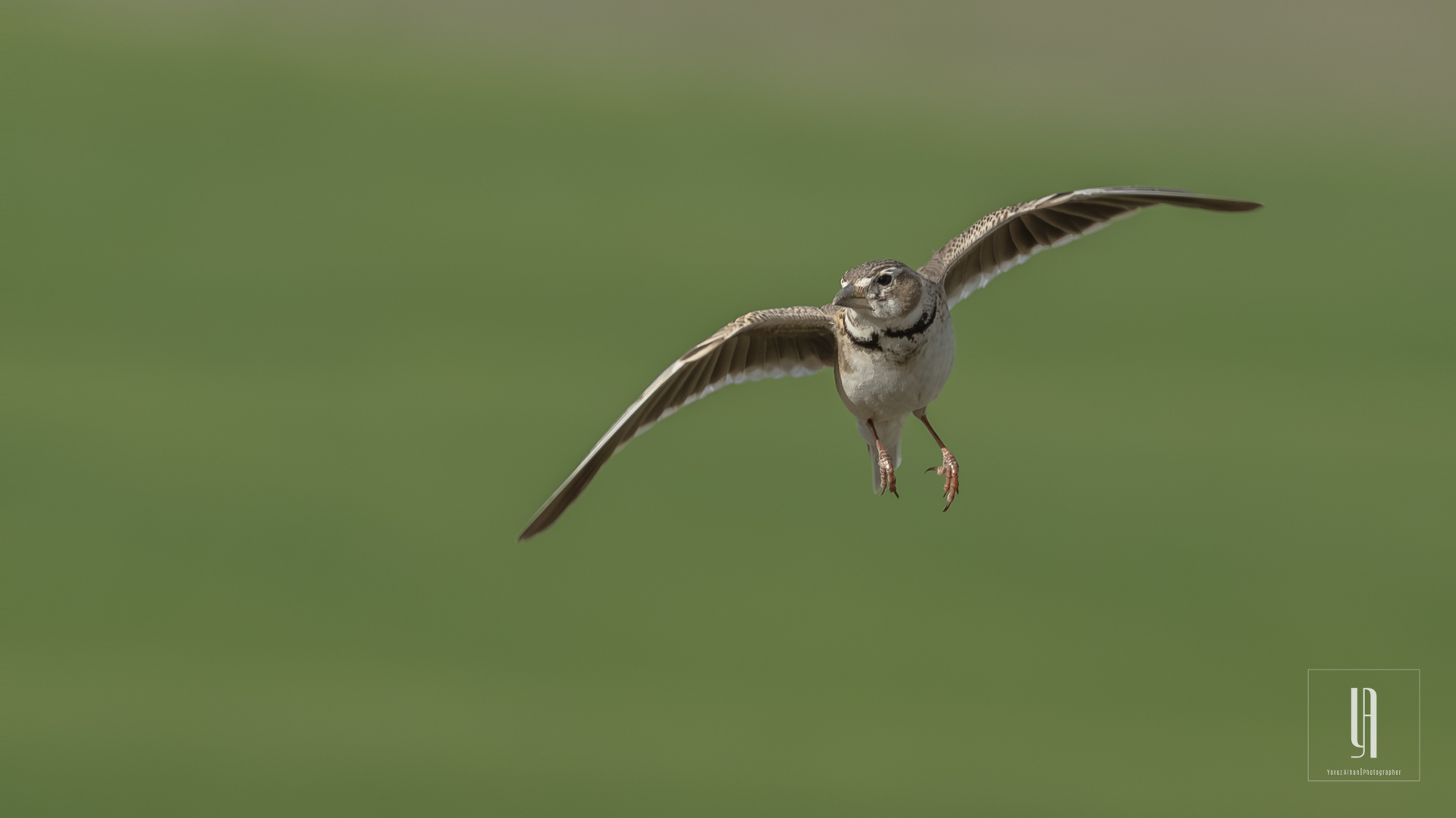 Calandra Lark
