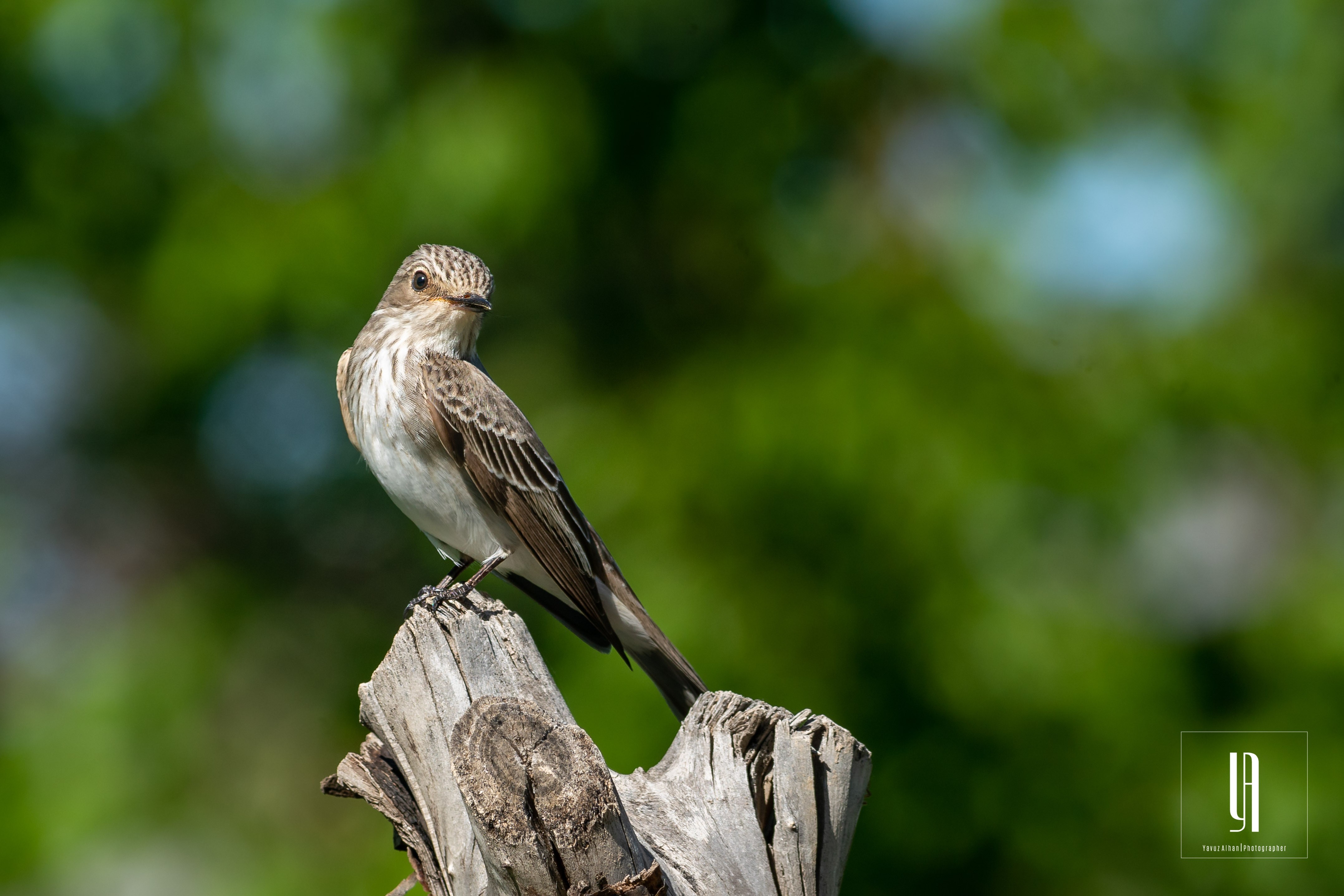 Spotted Flycatcher