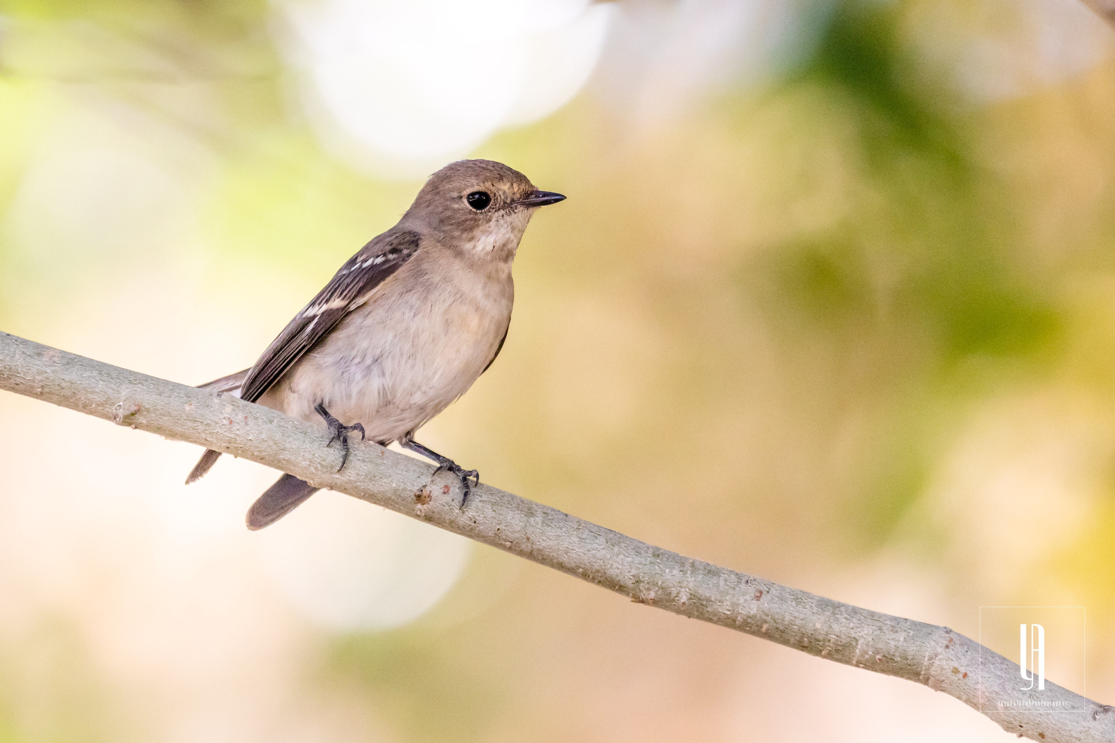 Collared Flycatcher