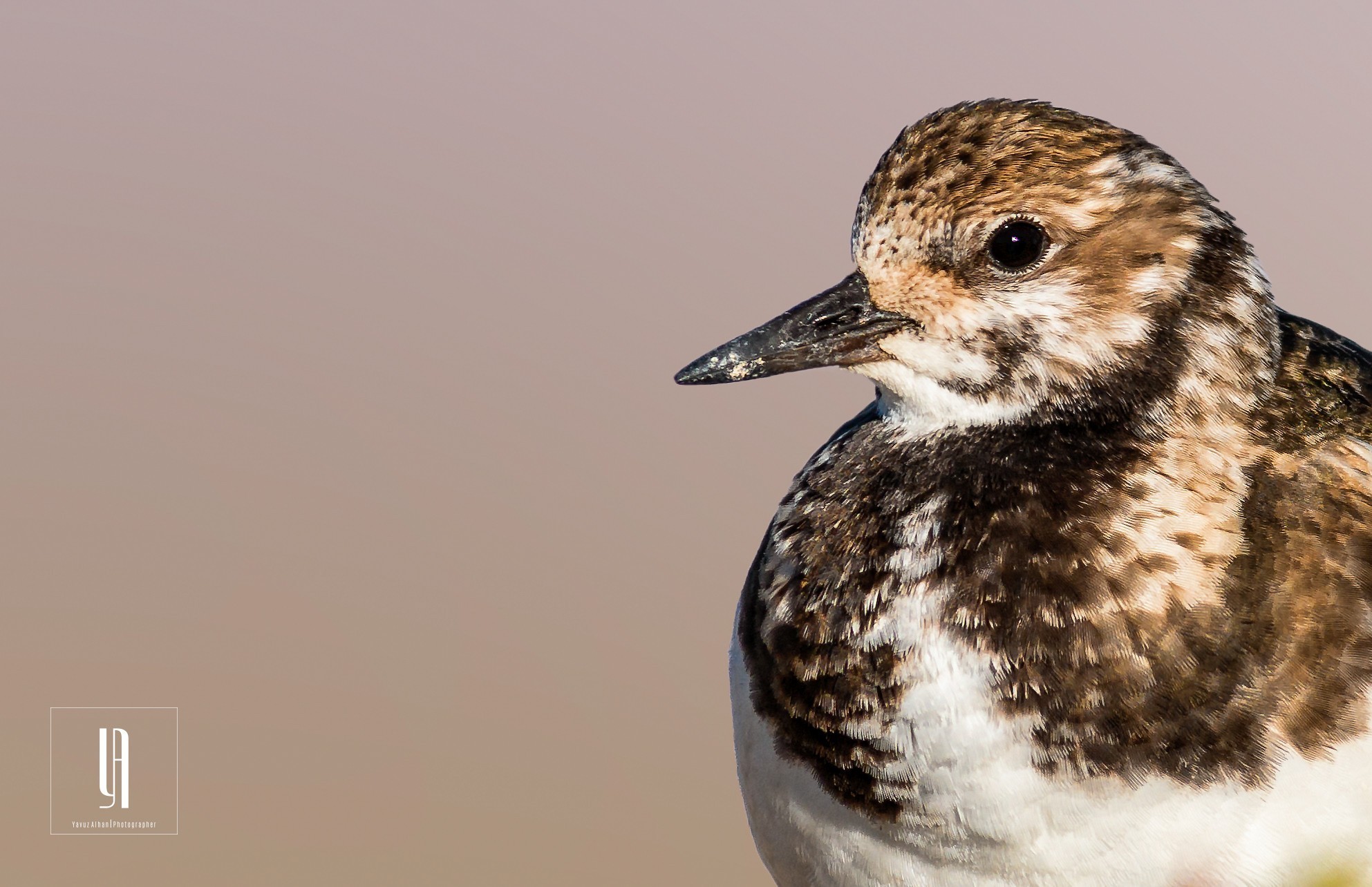 Ruddy Turnstone