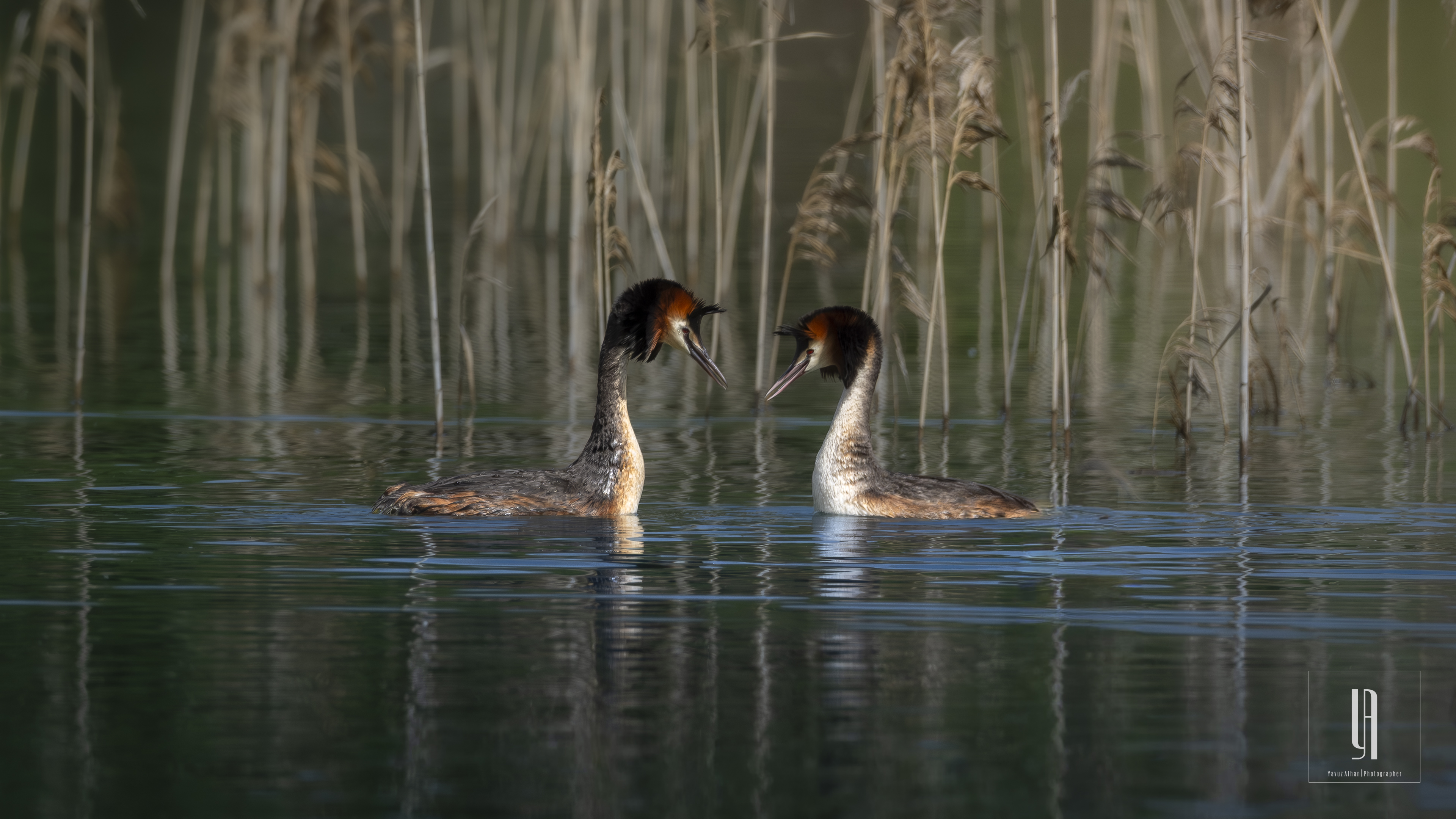 Great Crested Grebe