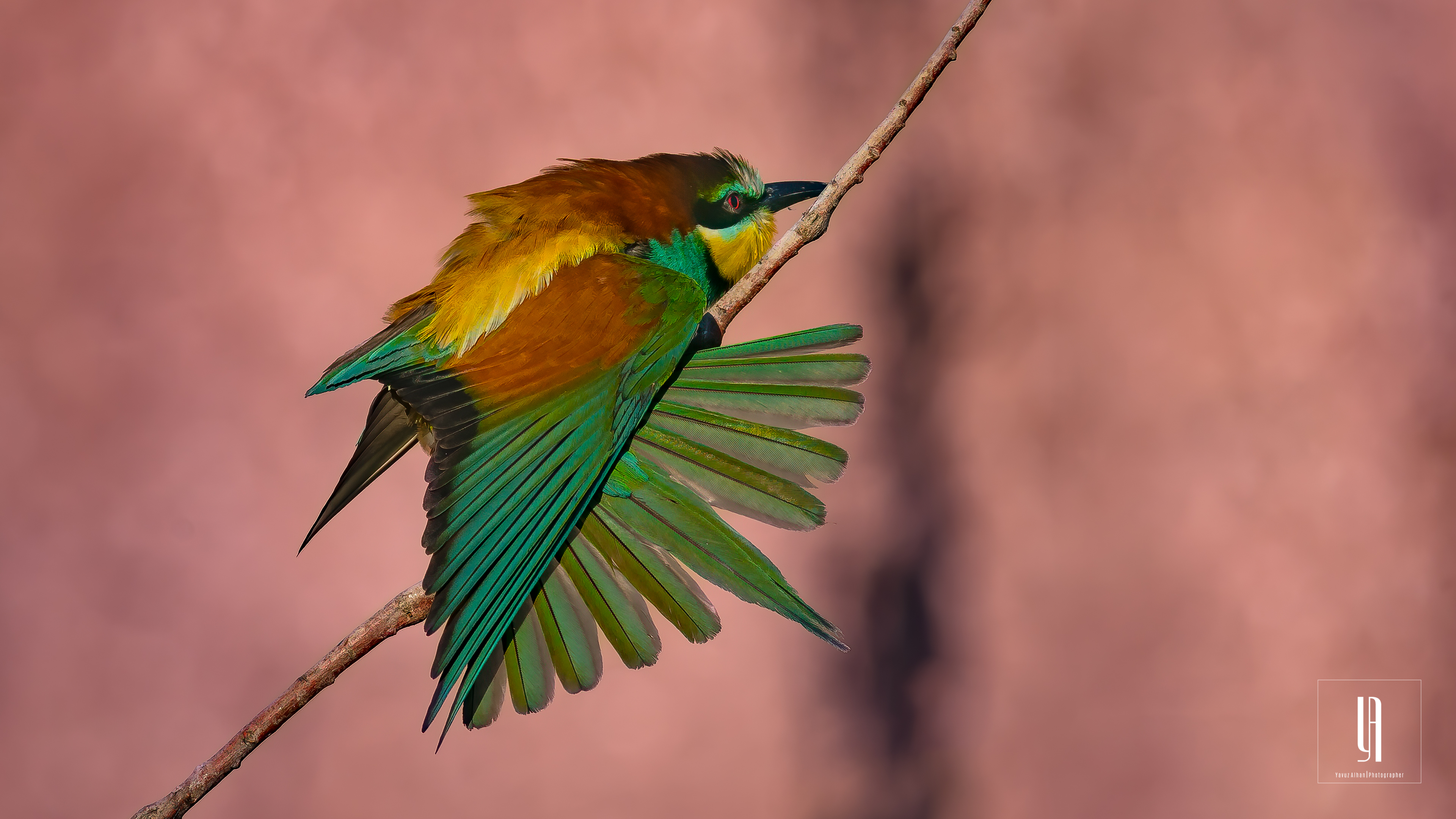 European Bee-eater
