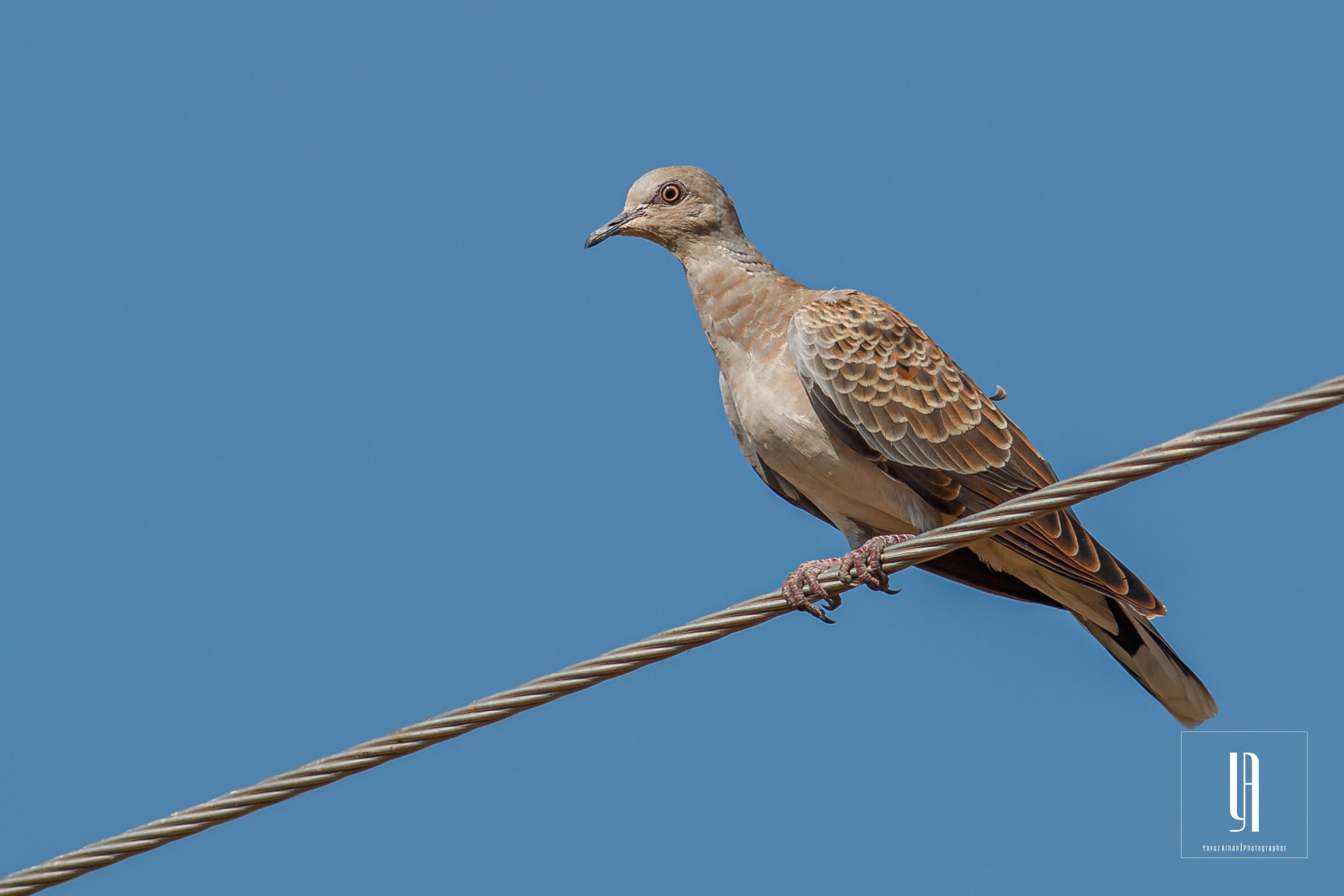European Turtle-Dove