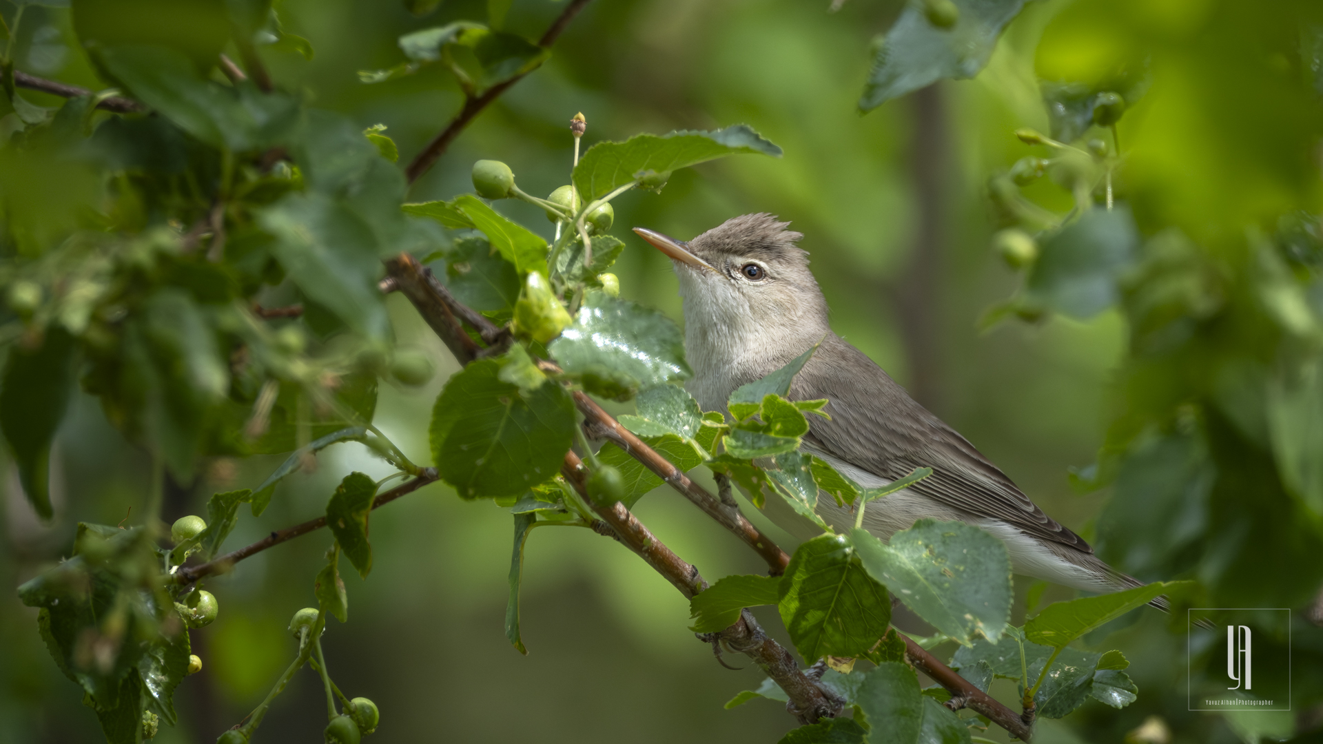 Eastern Olivaceous Warbler