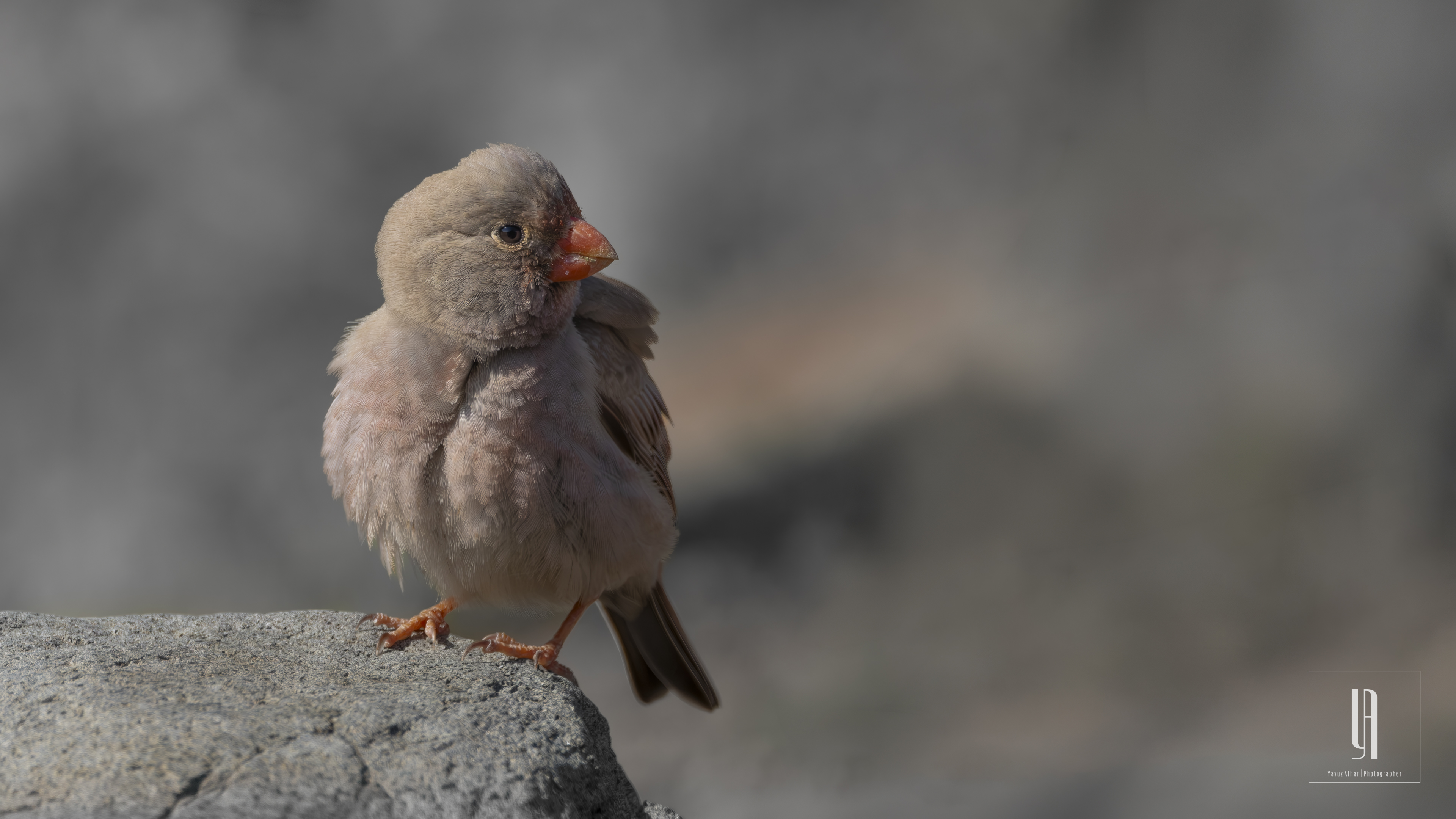Trumpeter Finch