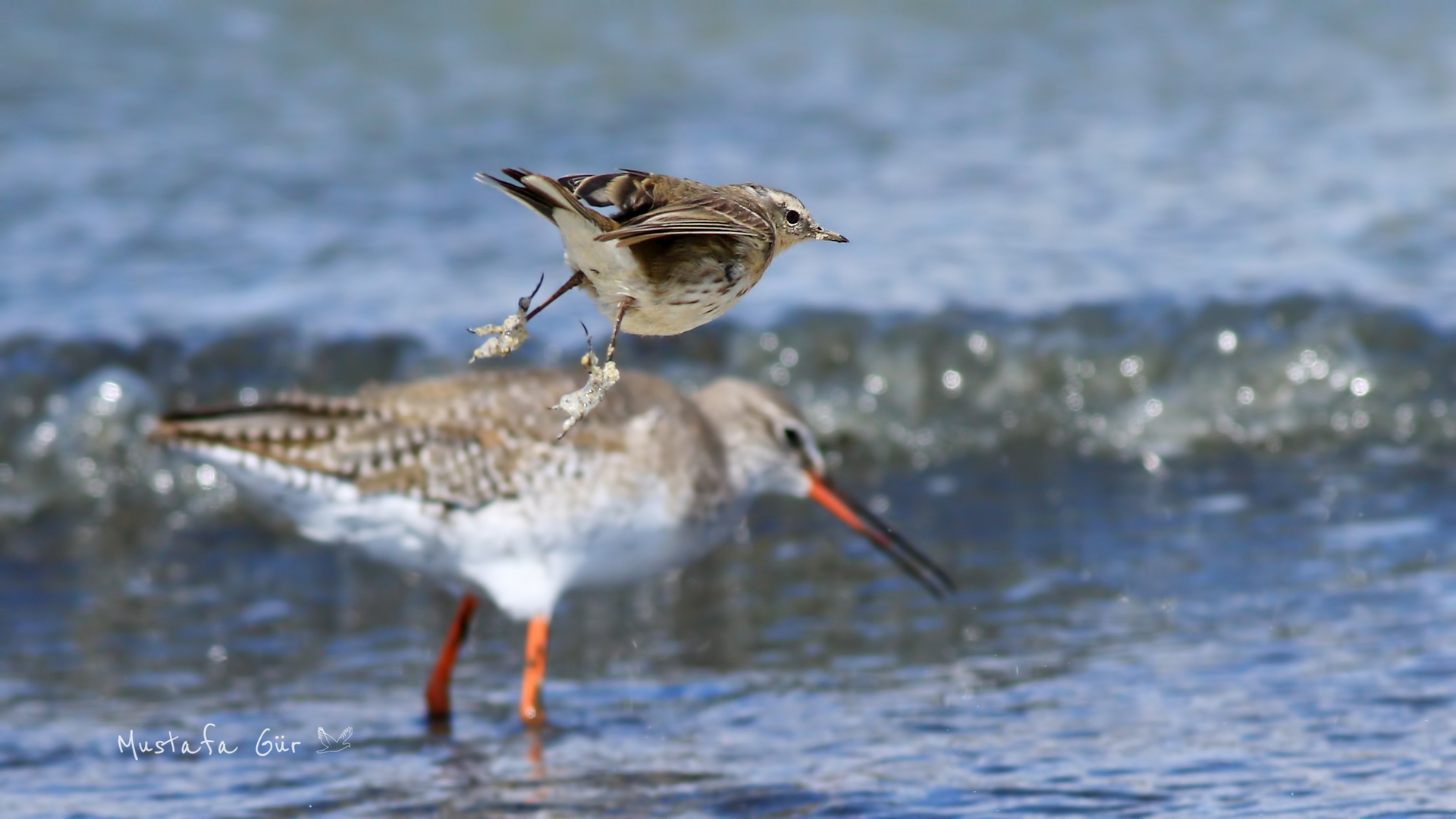 Water Pipit