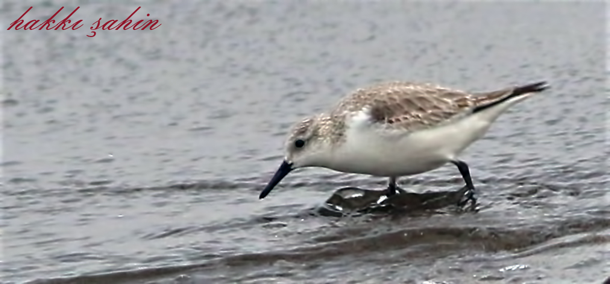 Sanderling