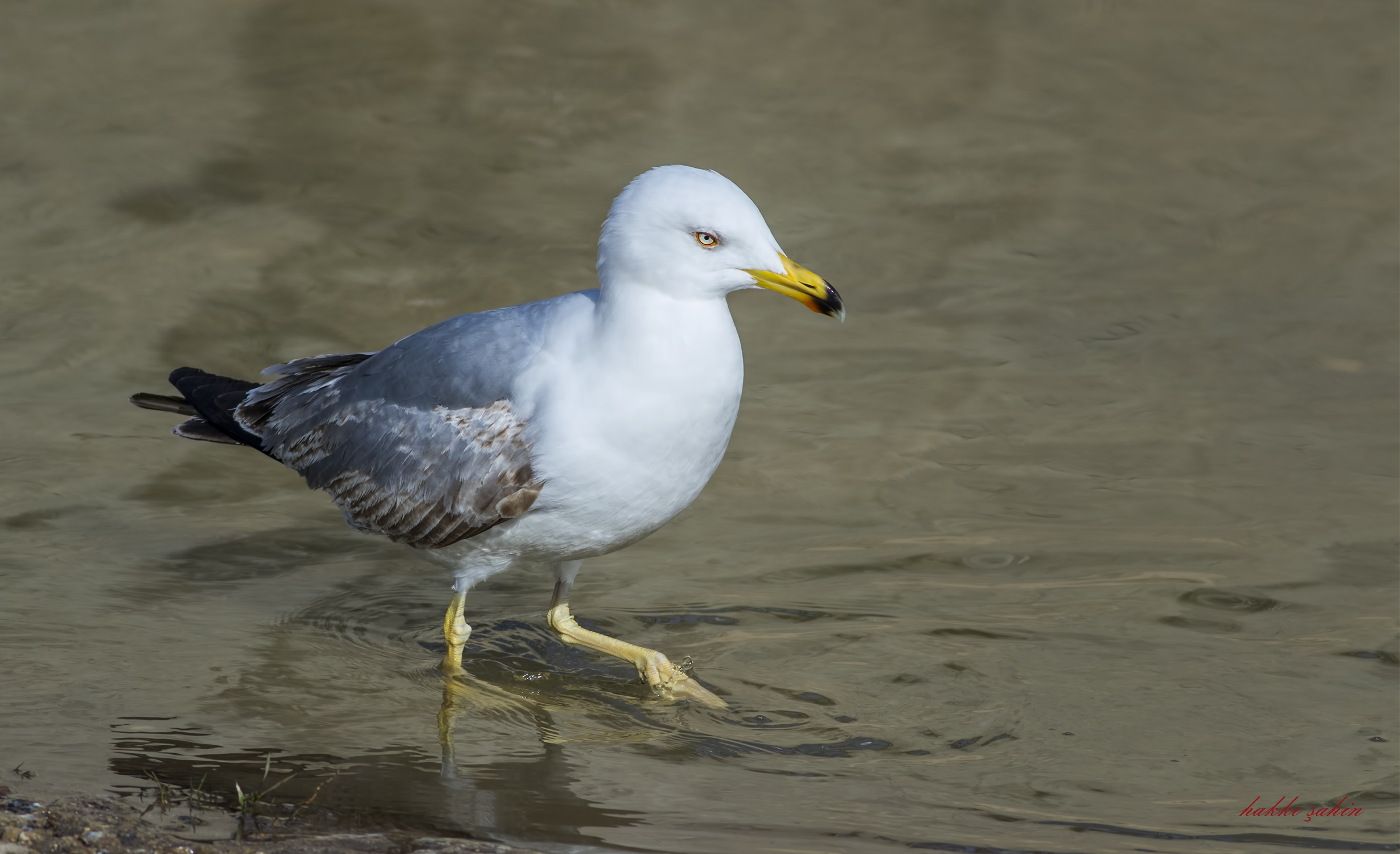 Yellow-legged Gull