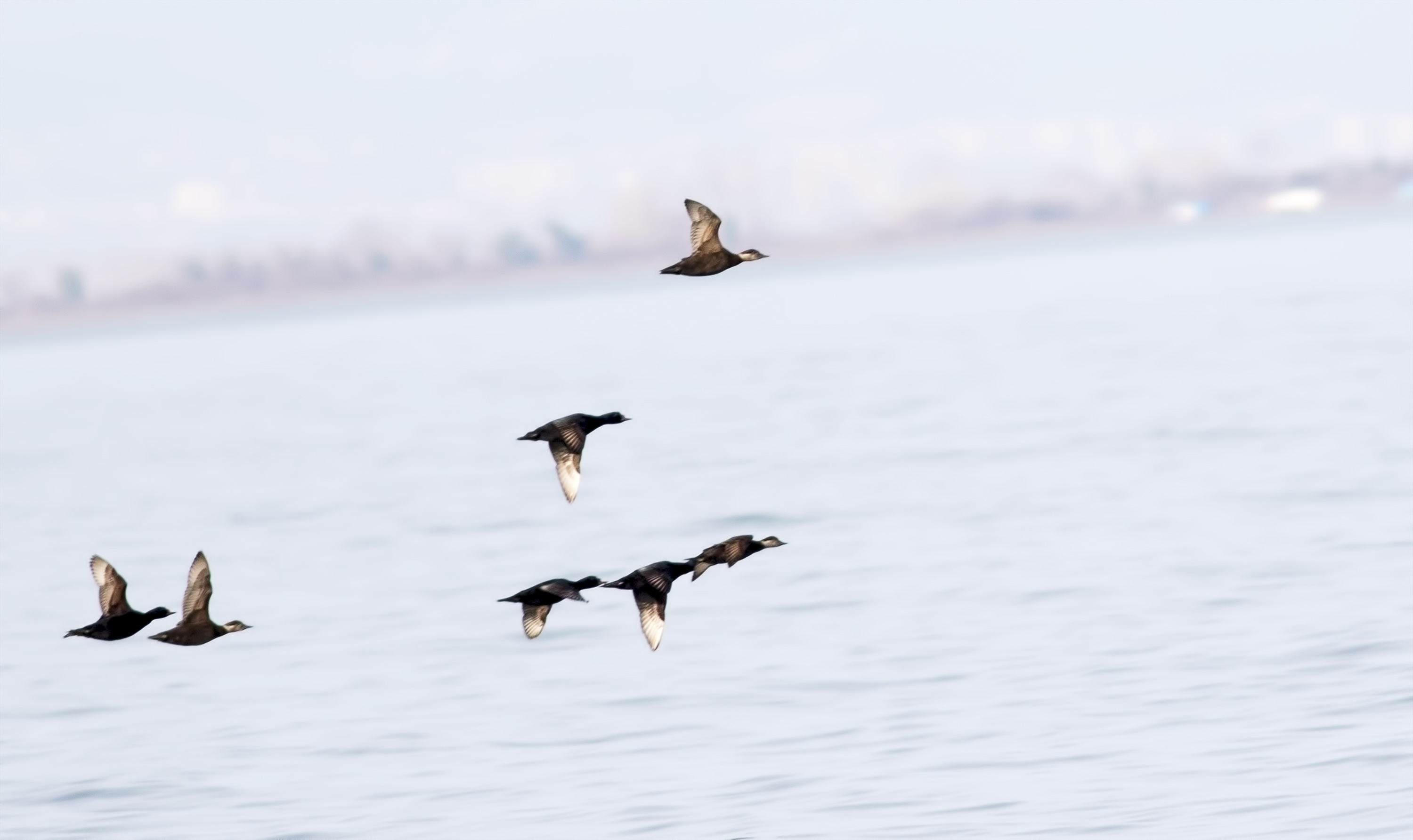 Common Scoter