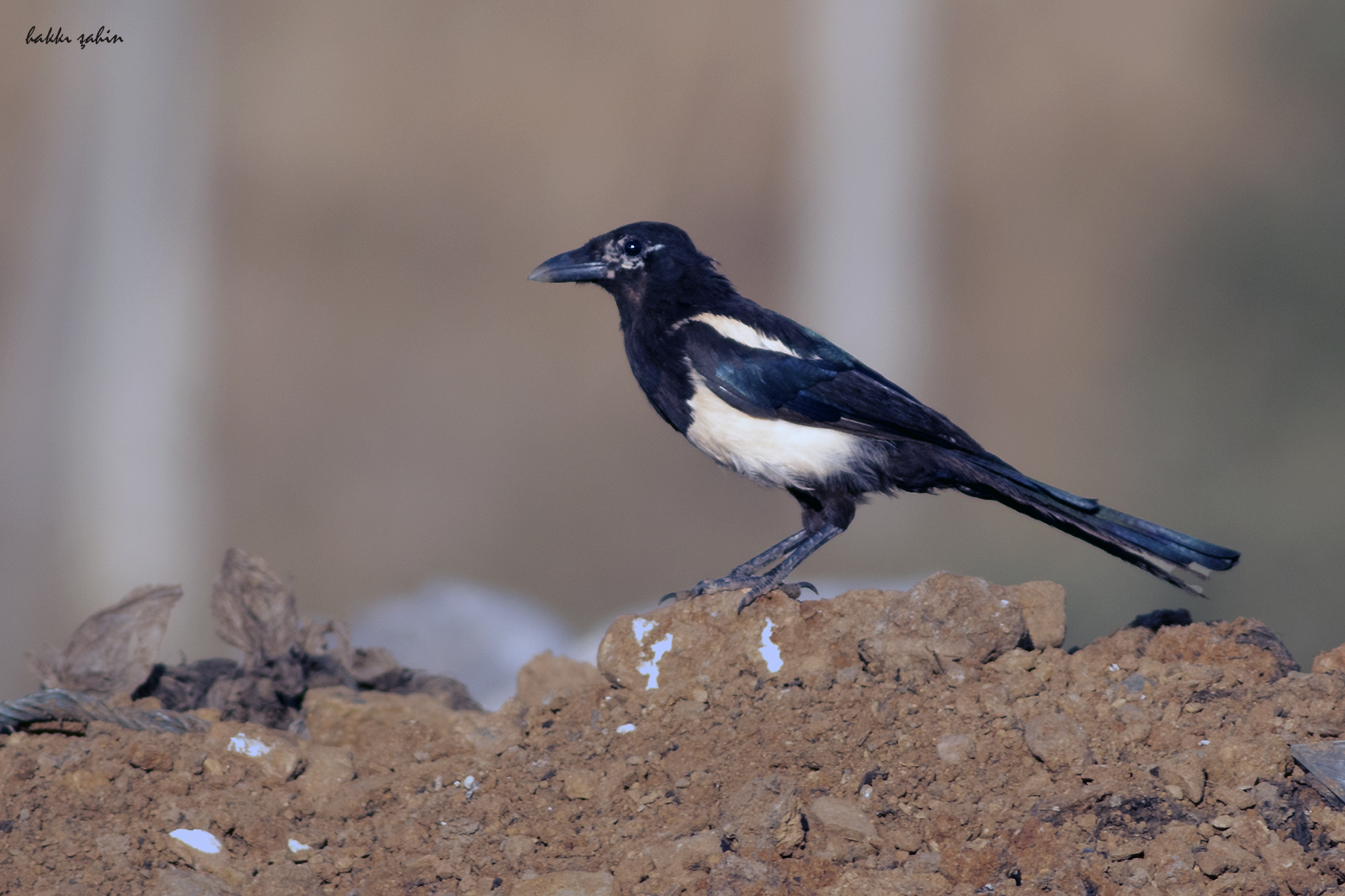 Eurasian Magpie