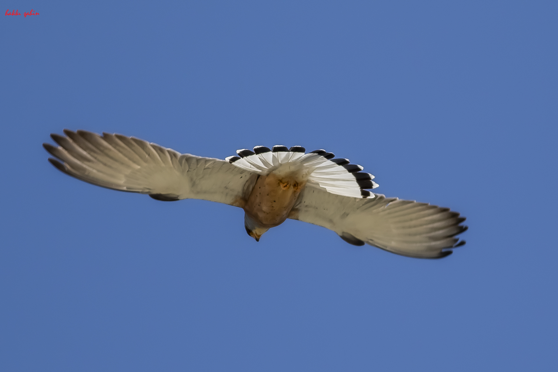 Lesser Kestrel