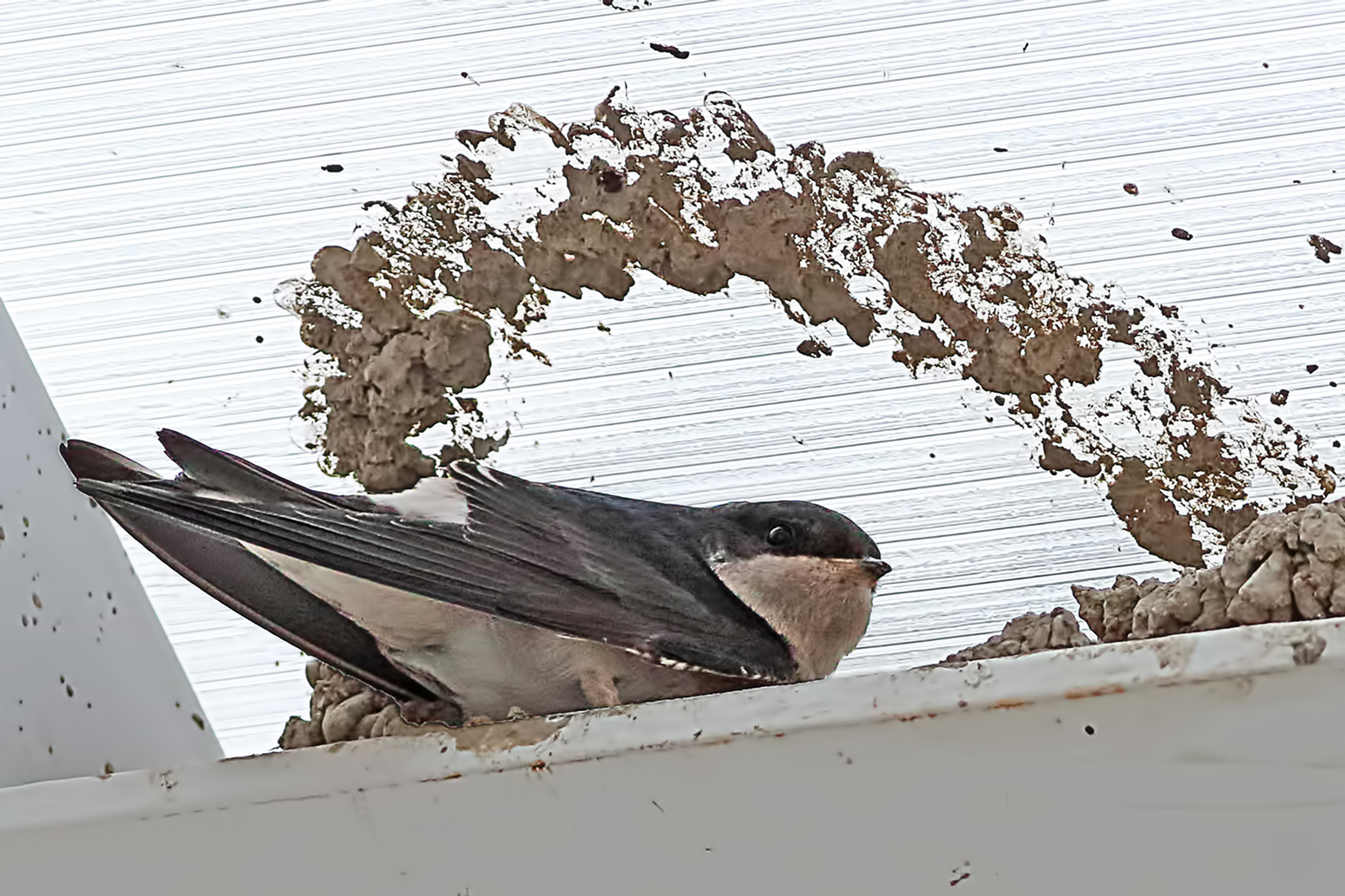 Common House-Martin