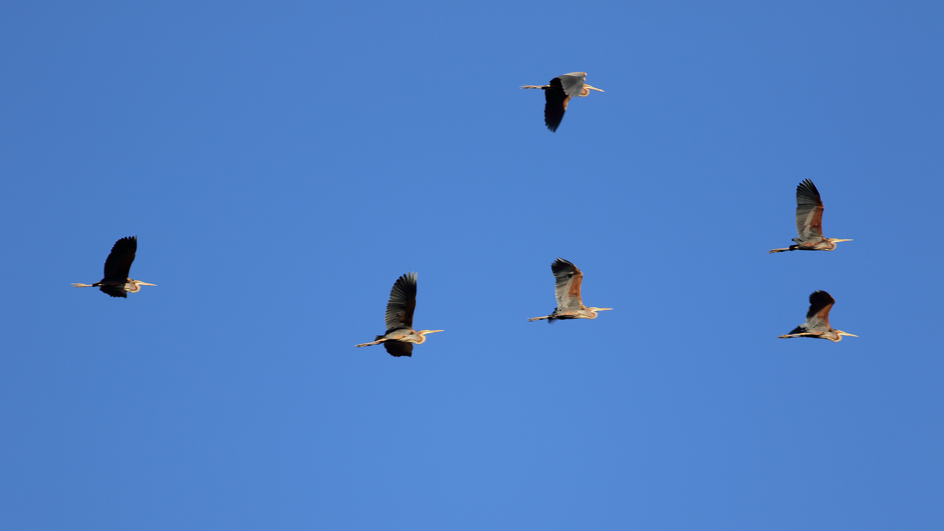 Purple Heron