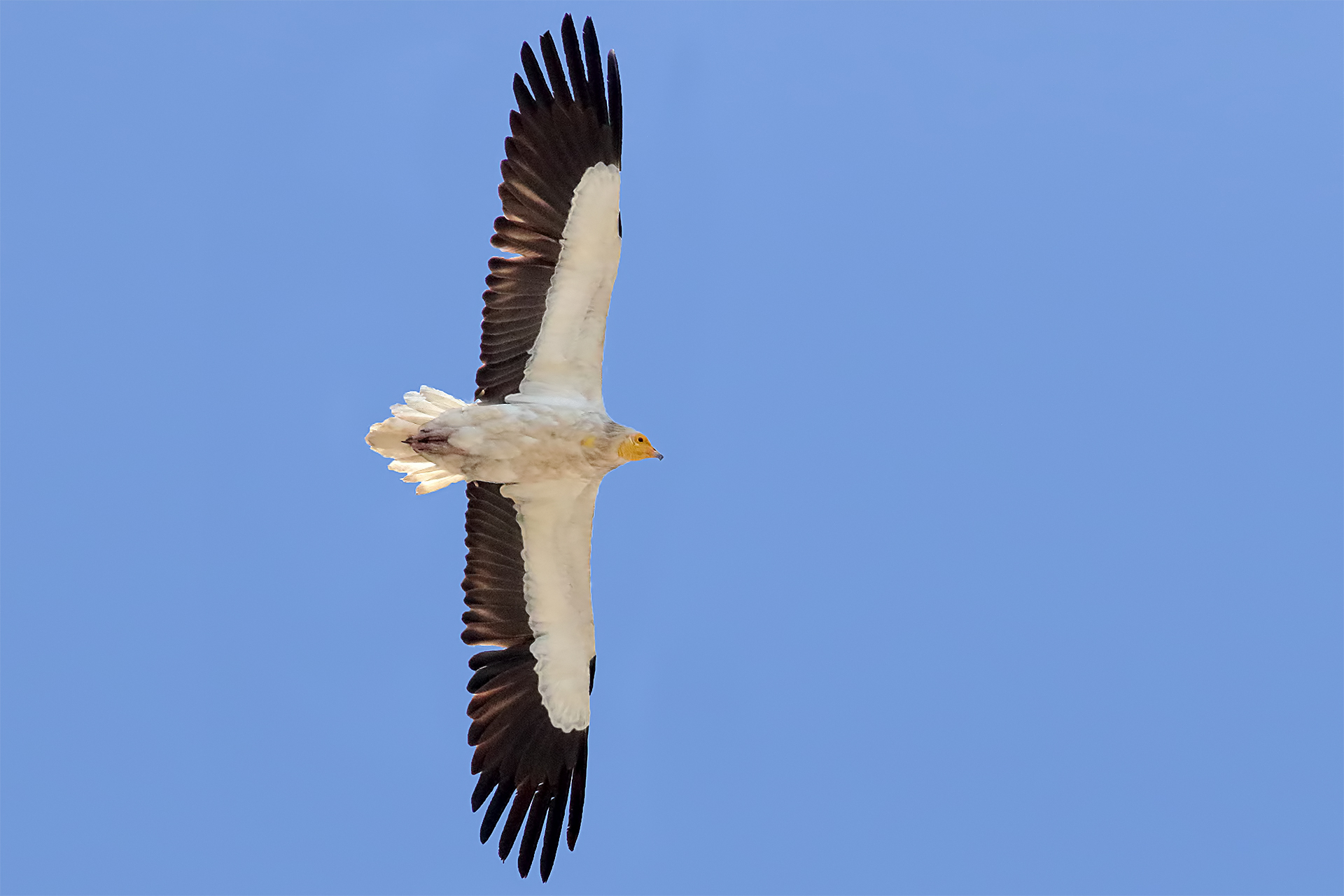 Egyptian Vulture