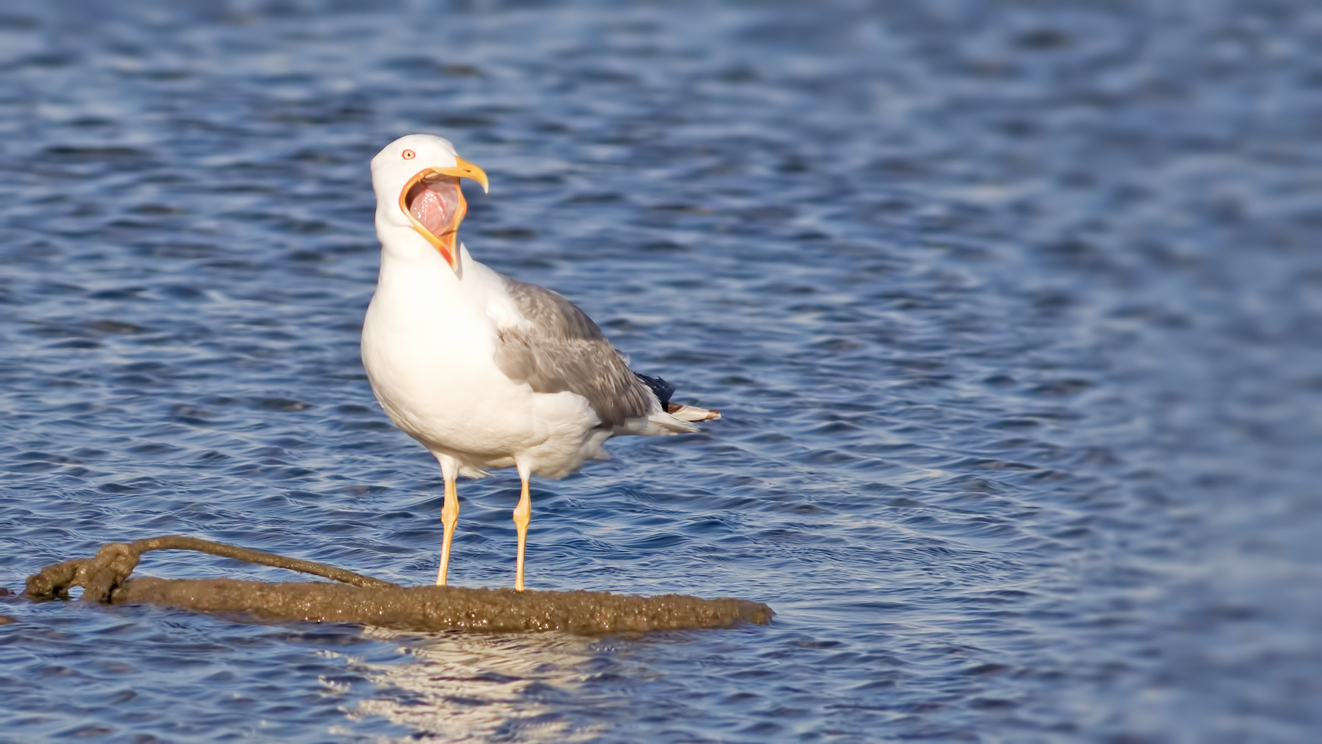 Yellow-legged Gull