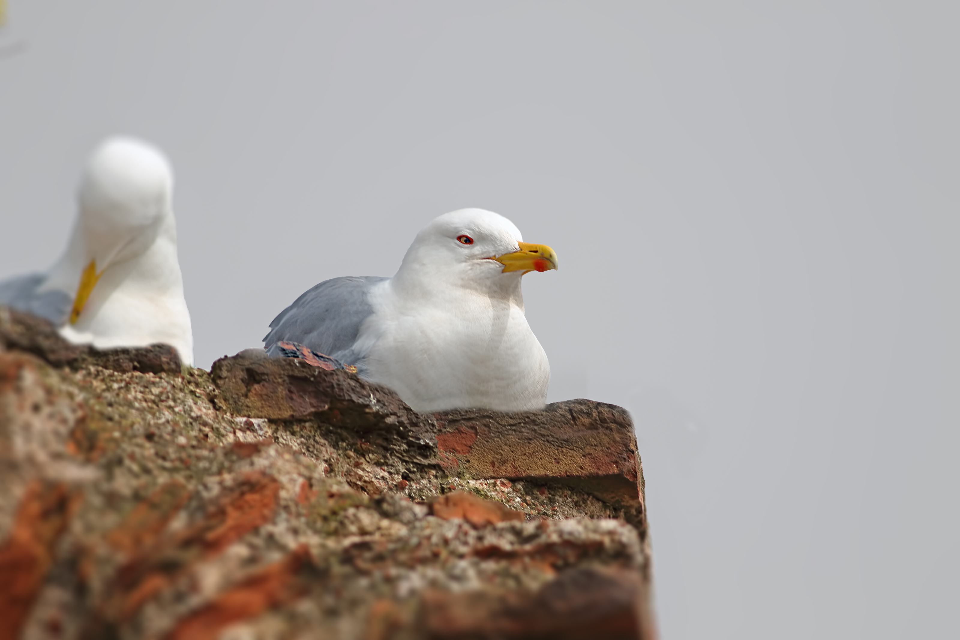 Yellow-legged Gull