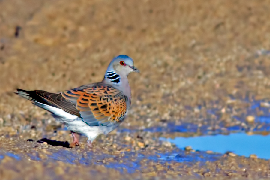 European Turtle-Dove