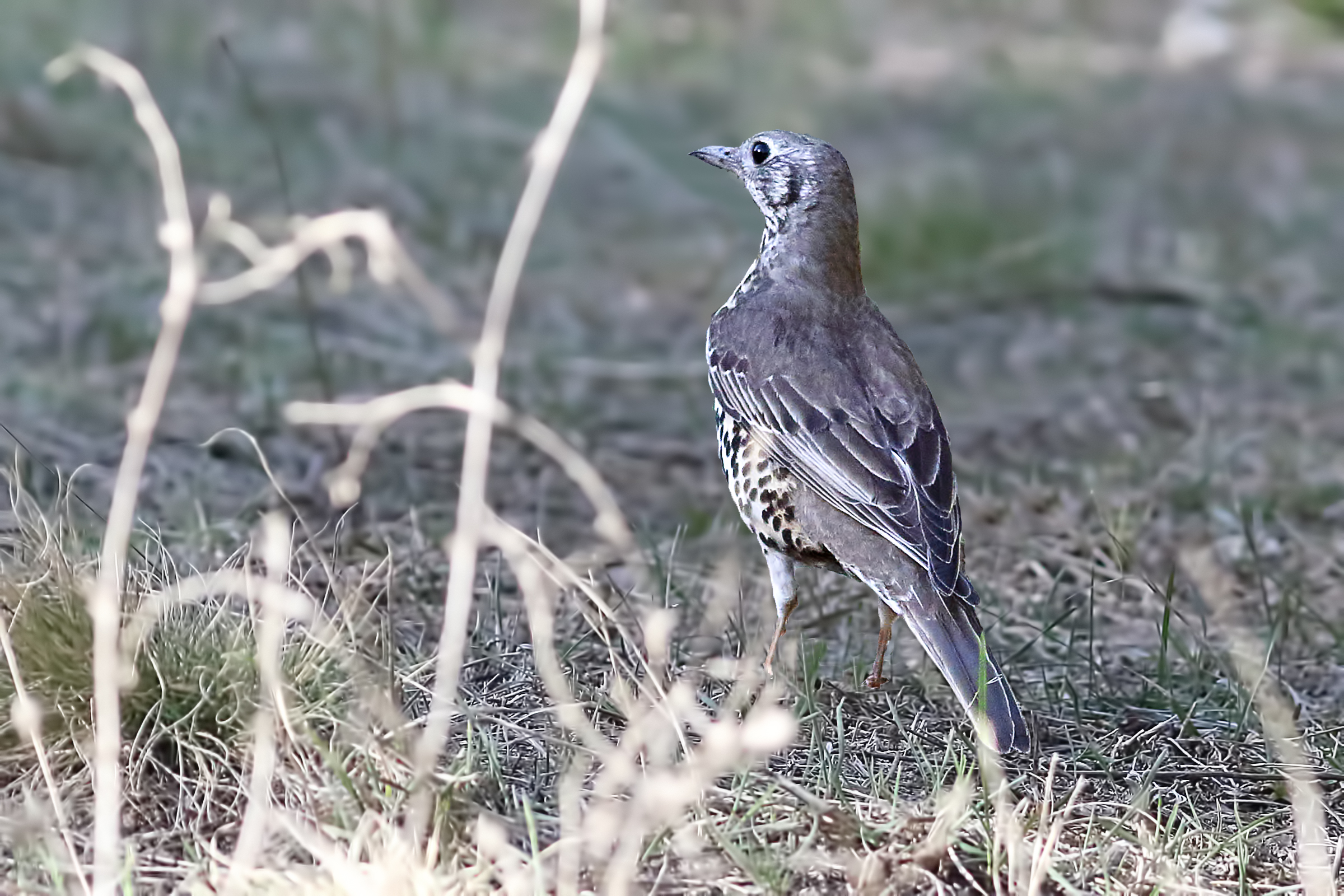 Mistle Thrush