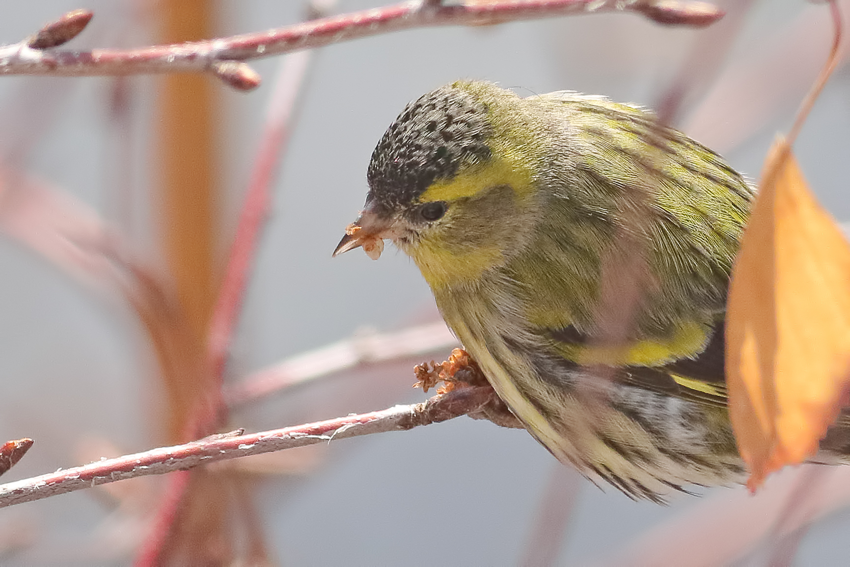 Eurasian Siskin