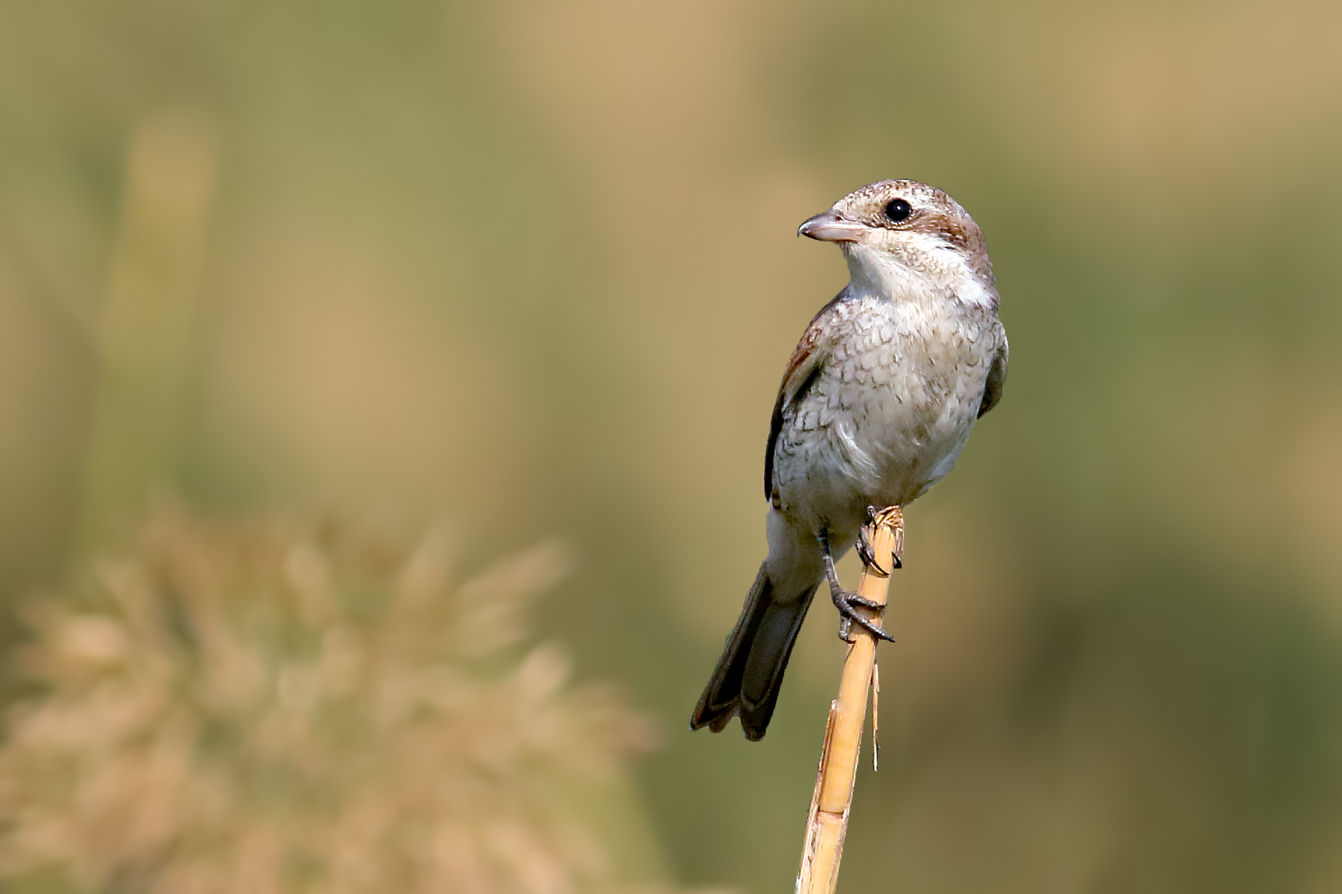 Red-backed Shrike