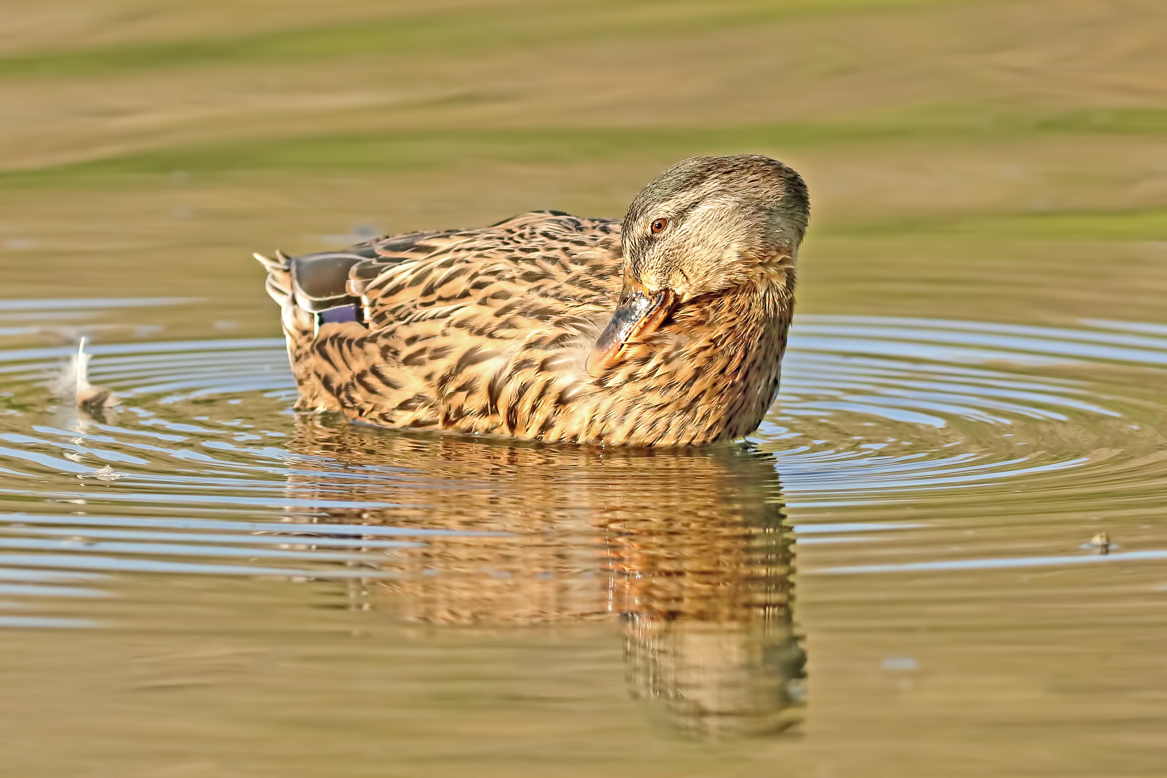 Mallard