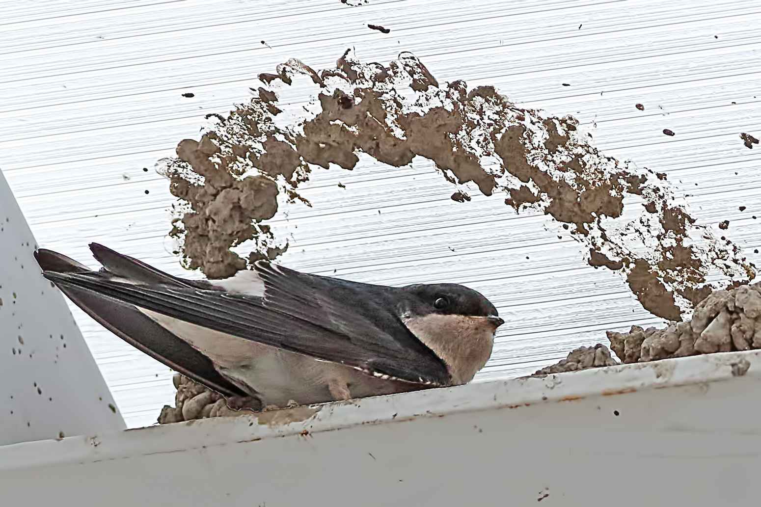 Common House-Martin