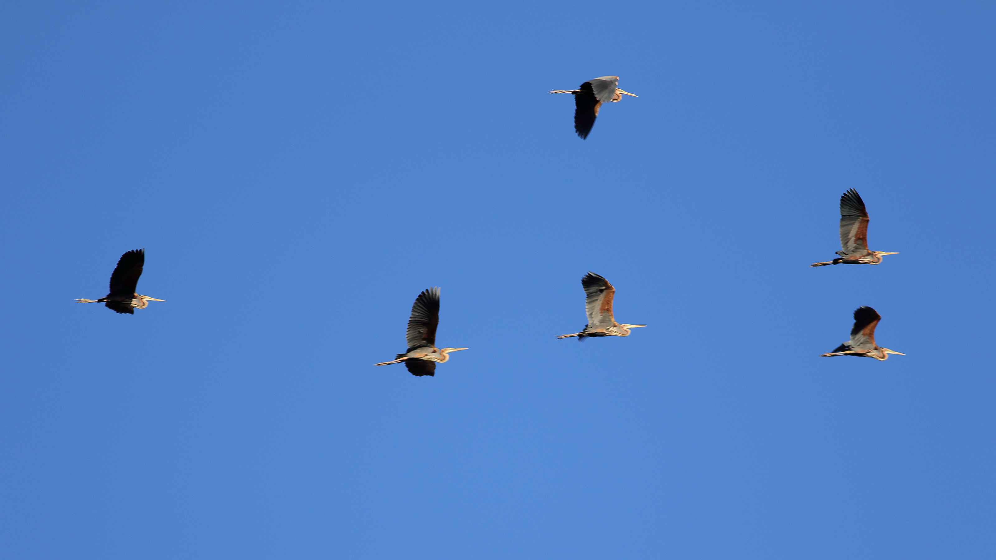 Purple Heron