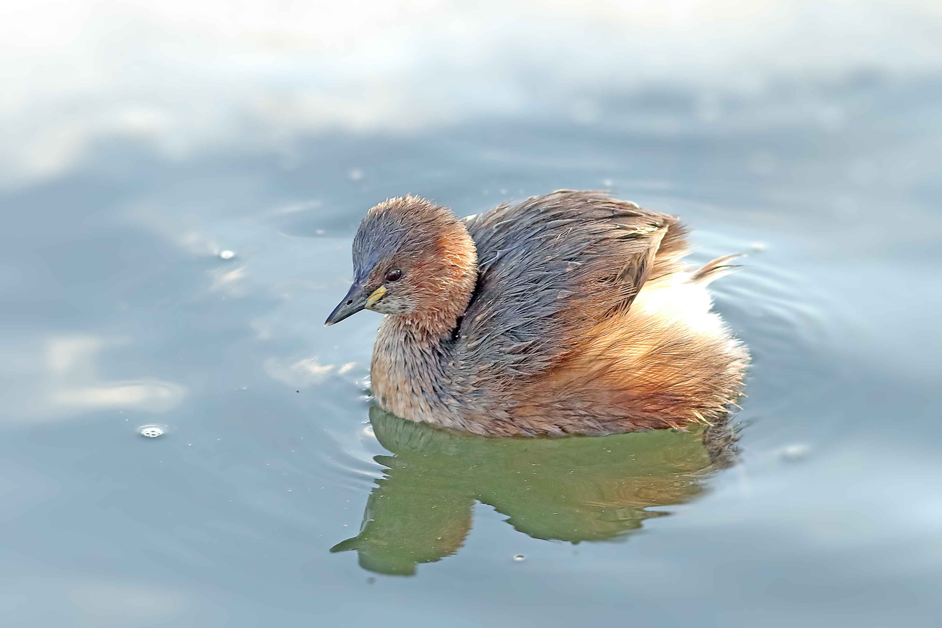 Little Grebe
