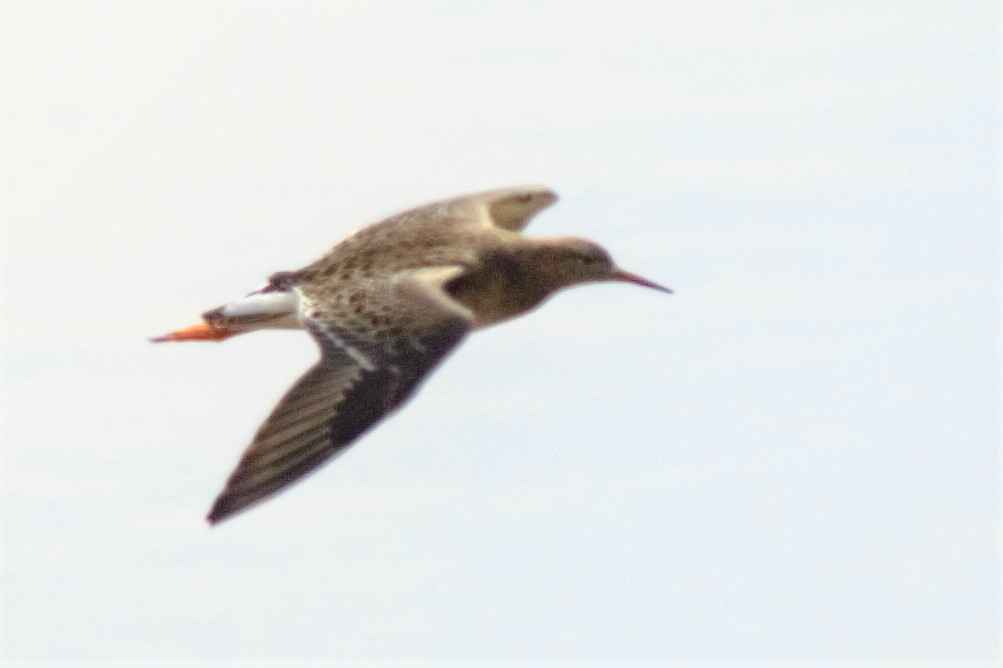 Common Redshank