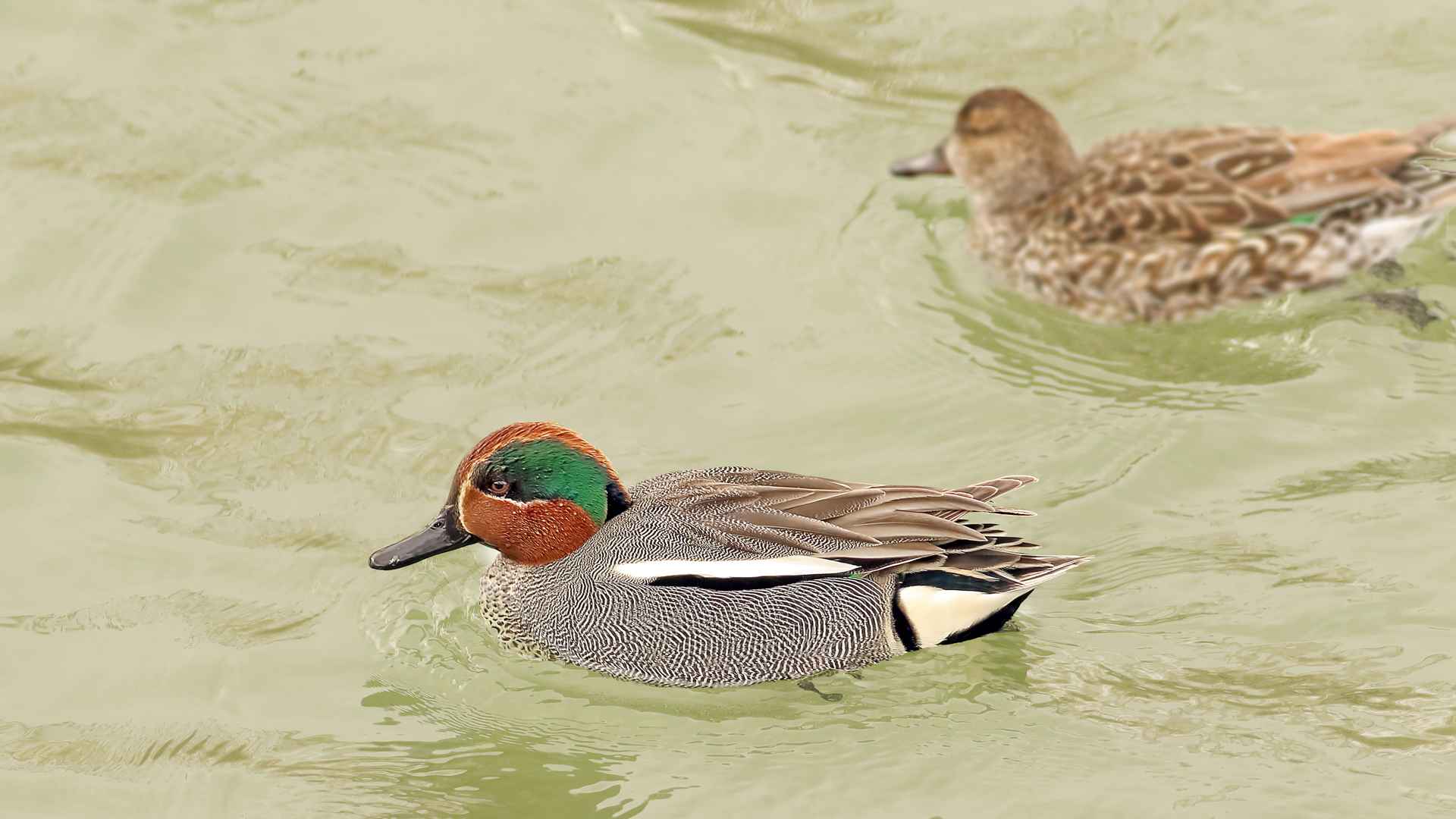 Green-winged Teal