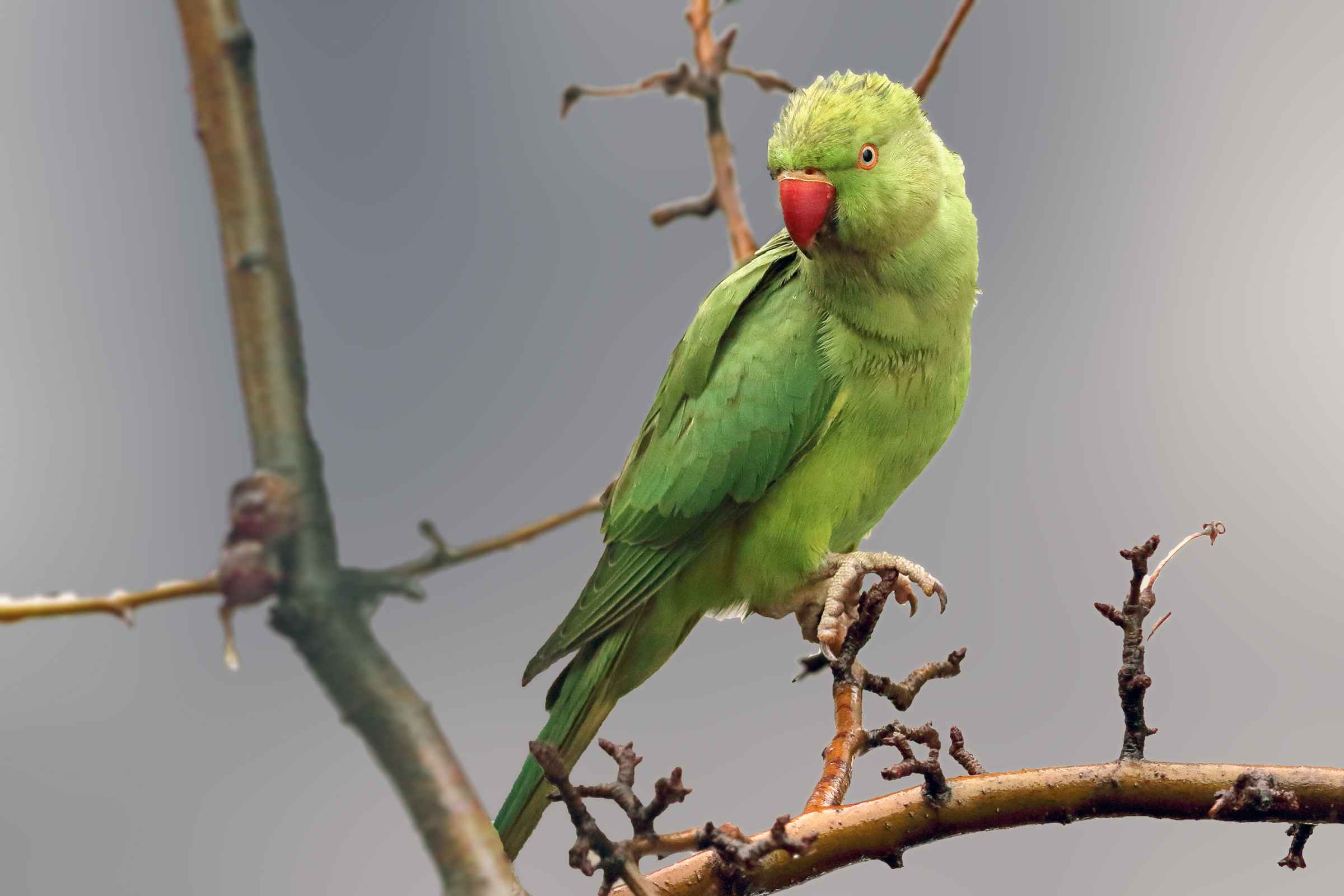 Rose-ringed Parakeet