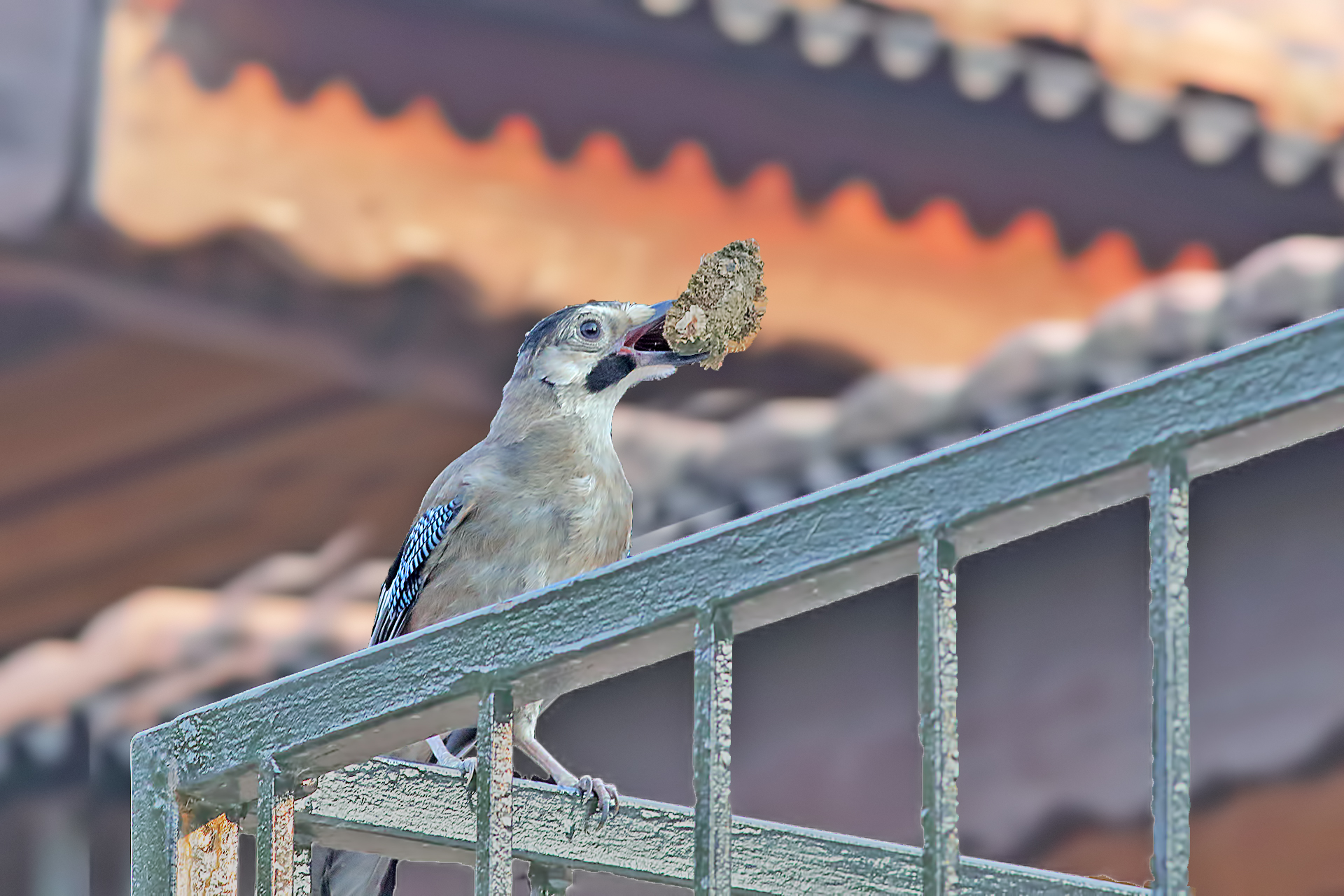 Eurasian Jay